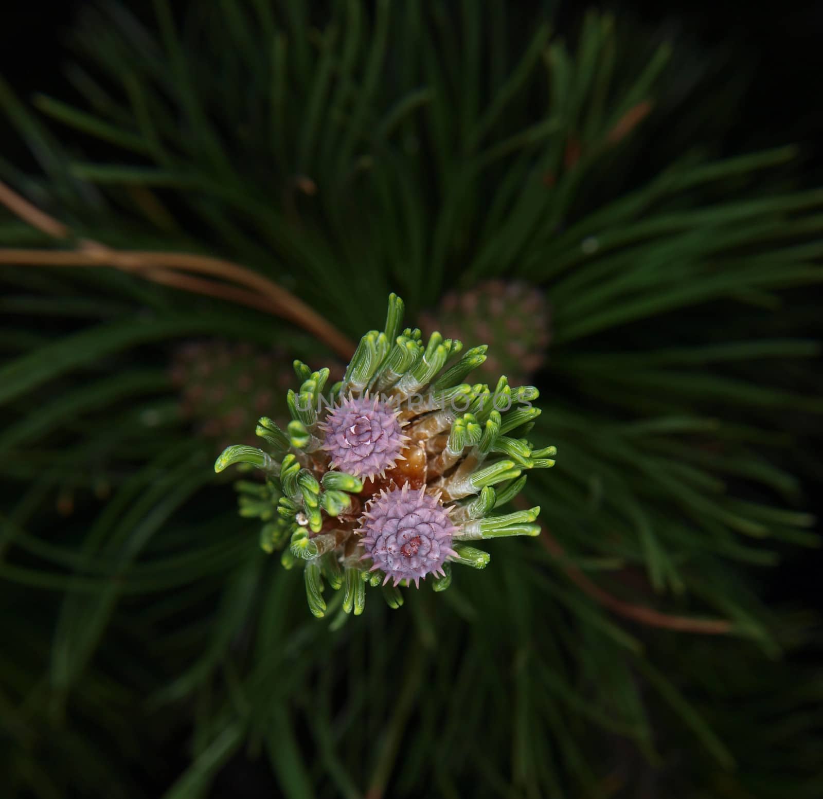 Purple flower blooming in the top of a pine tree