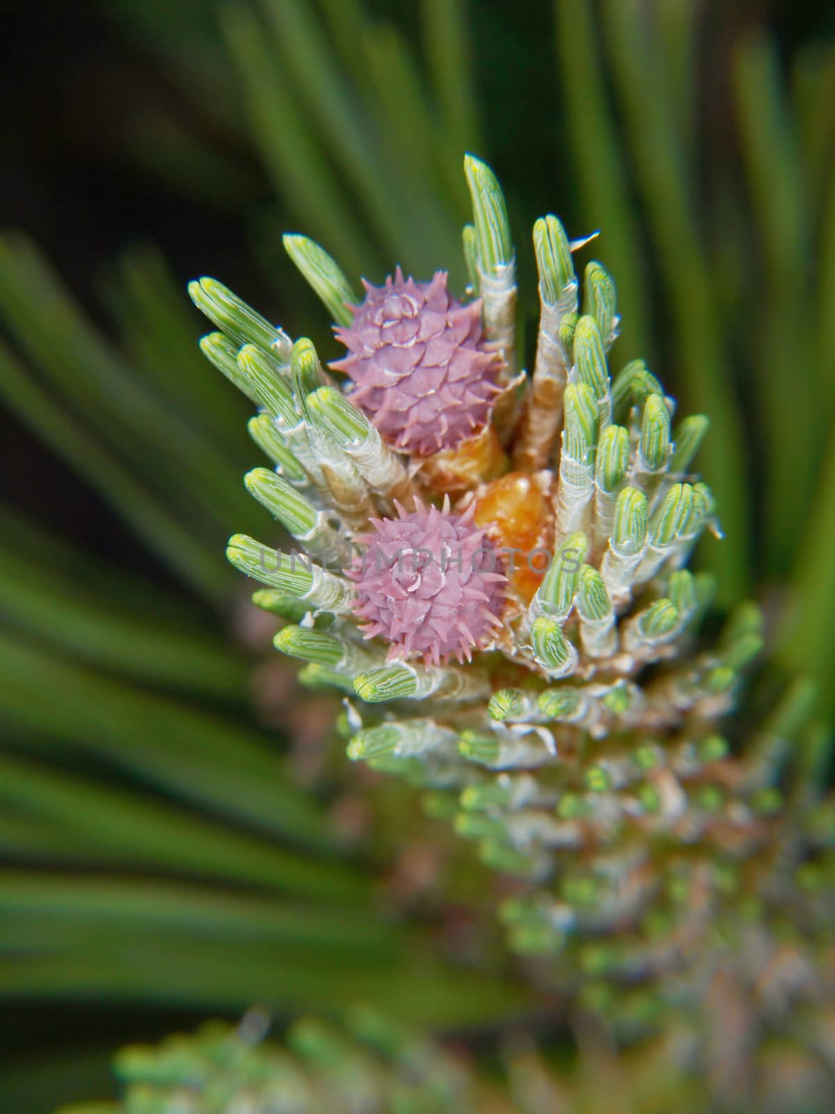 Purple flower on spruce tree, isolated towards evergreen needles
