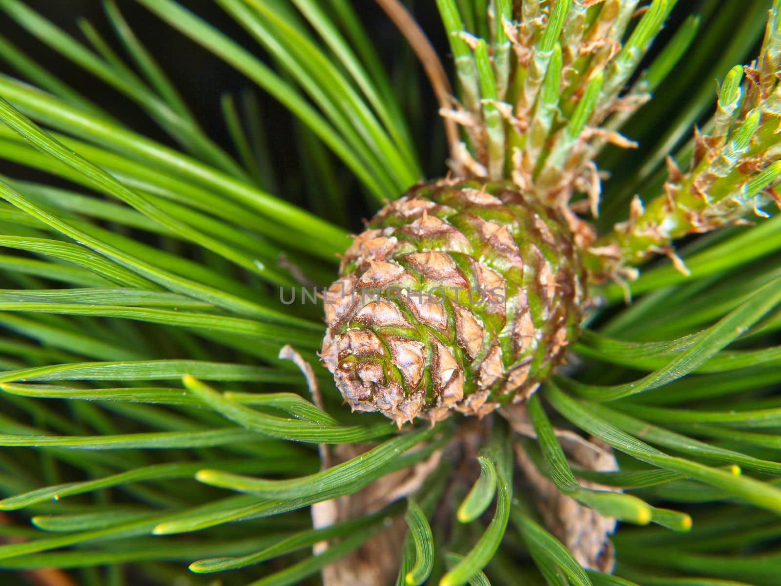 Closeup of fresh pine cone in evergreen with needles on the side