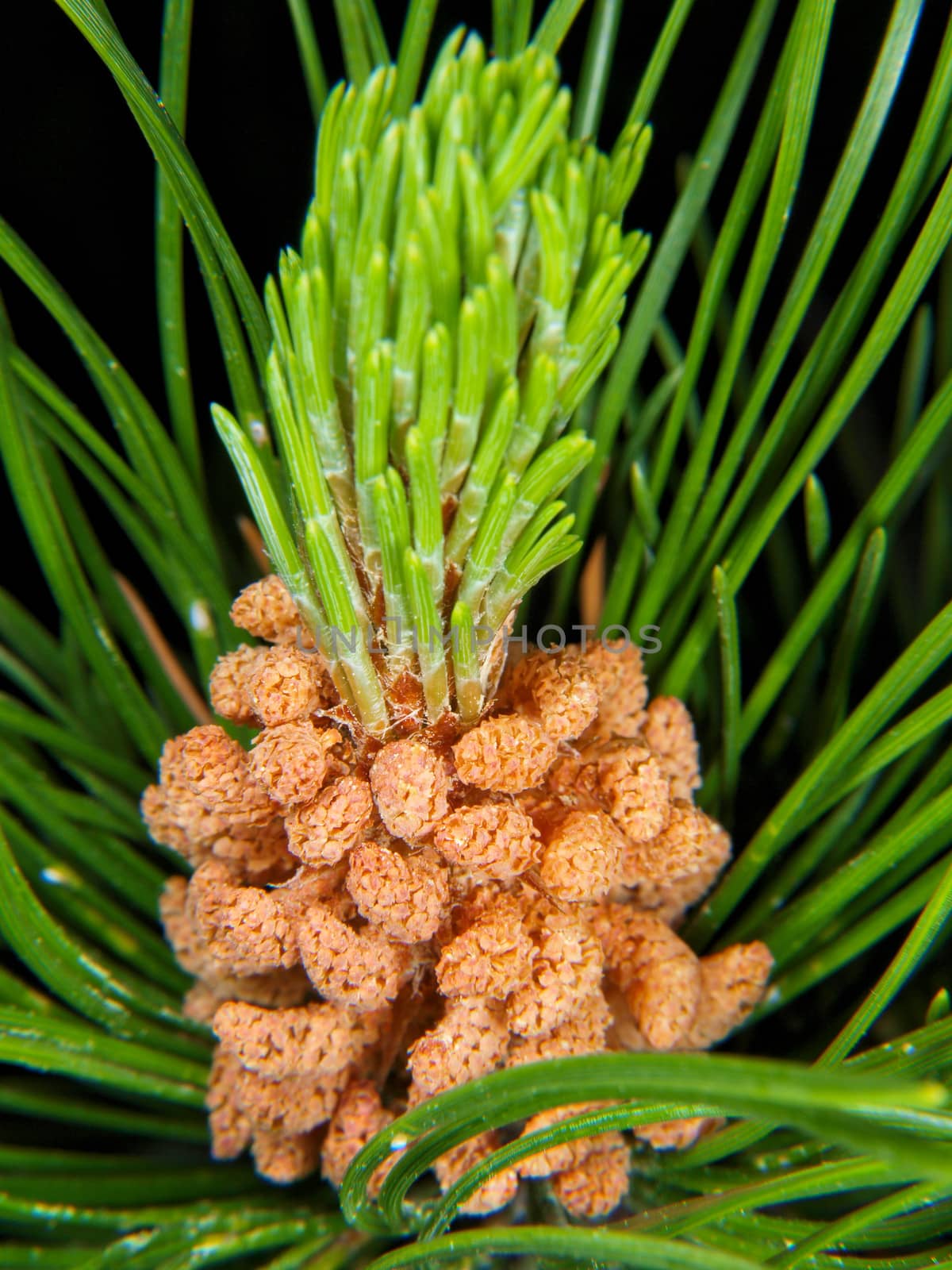 Macro of blooming pine tree, pollen, yellow