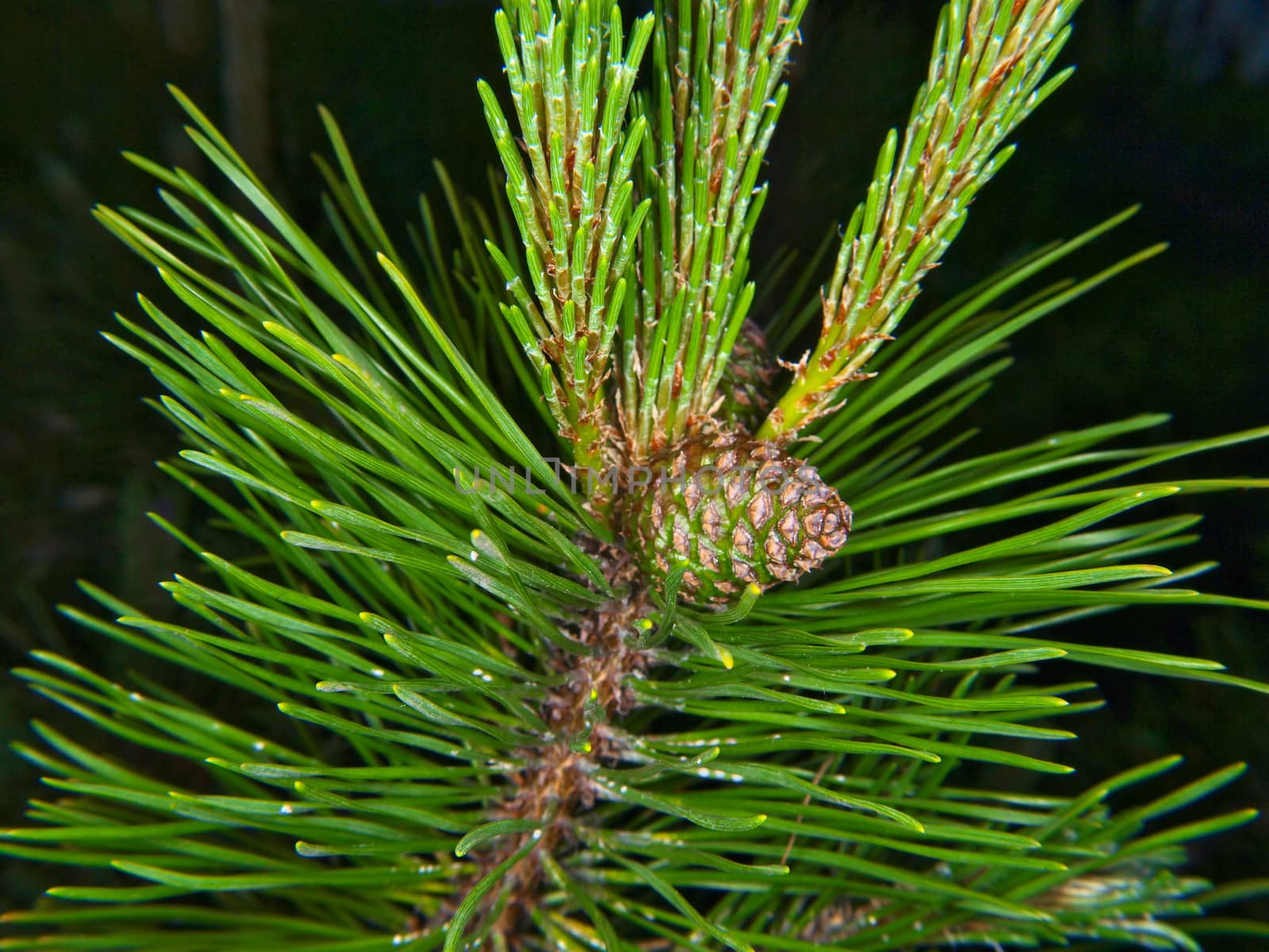 Closeup of fresh pine cone in evergreen with needles on the side