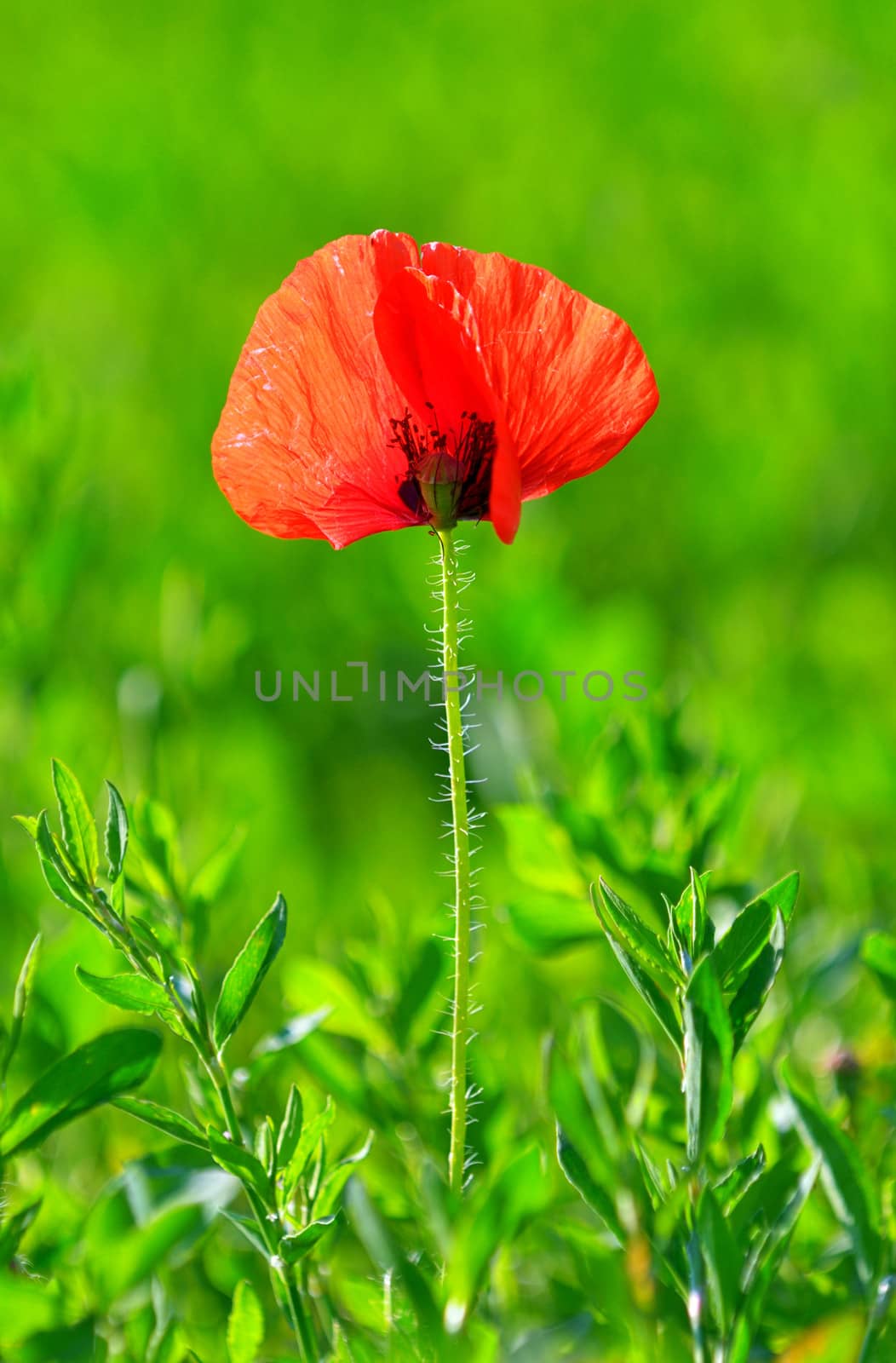 Red poppy (Papaver rhoeas) with out of focus field  by mady70