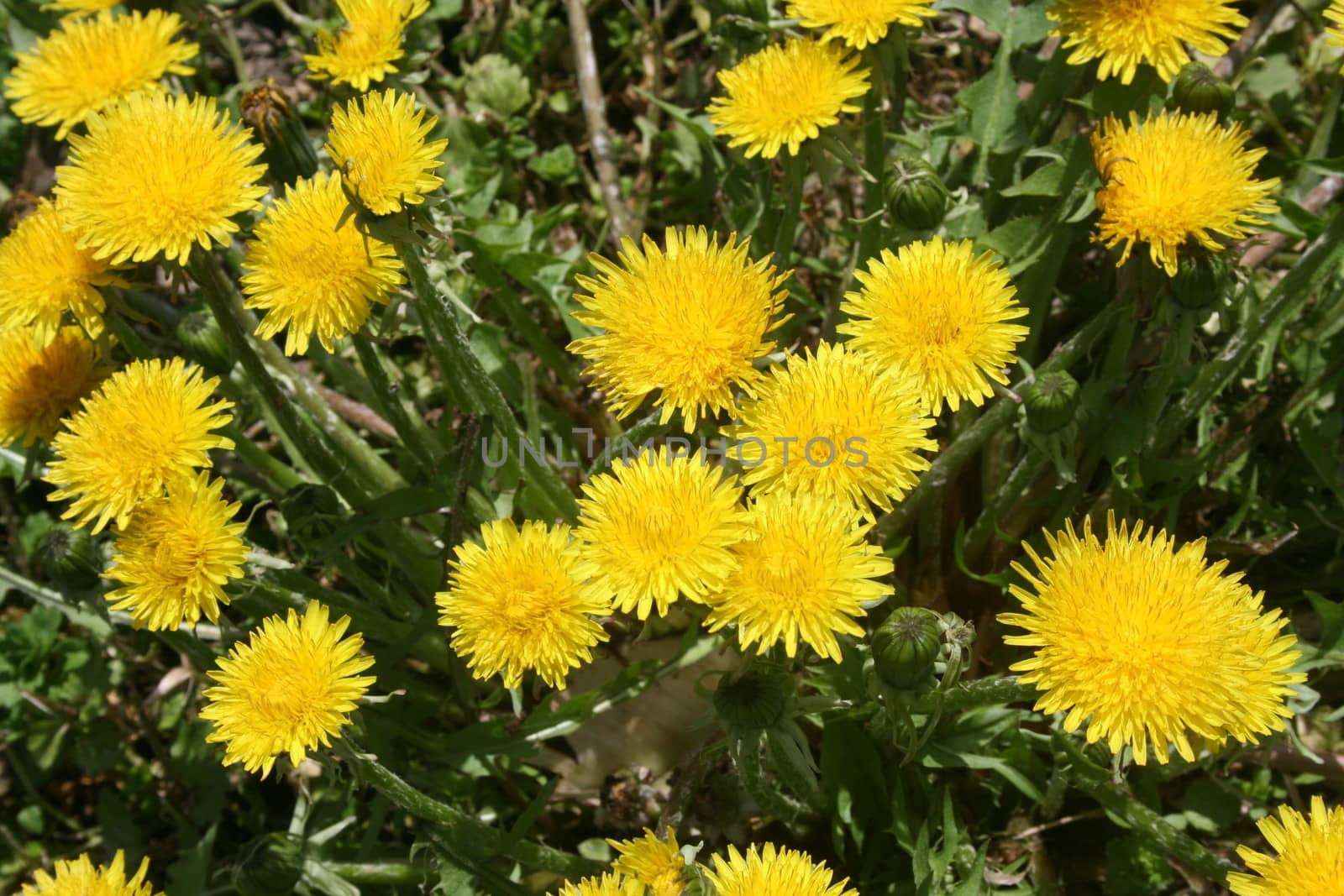 dandelion (Taraxacum officinale) by mimirus