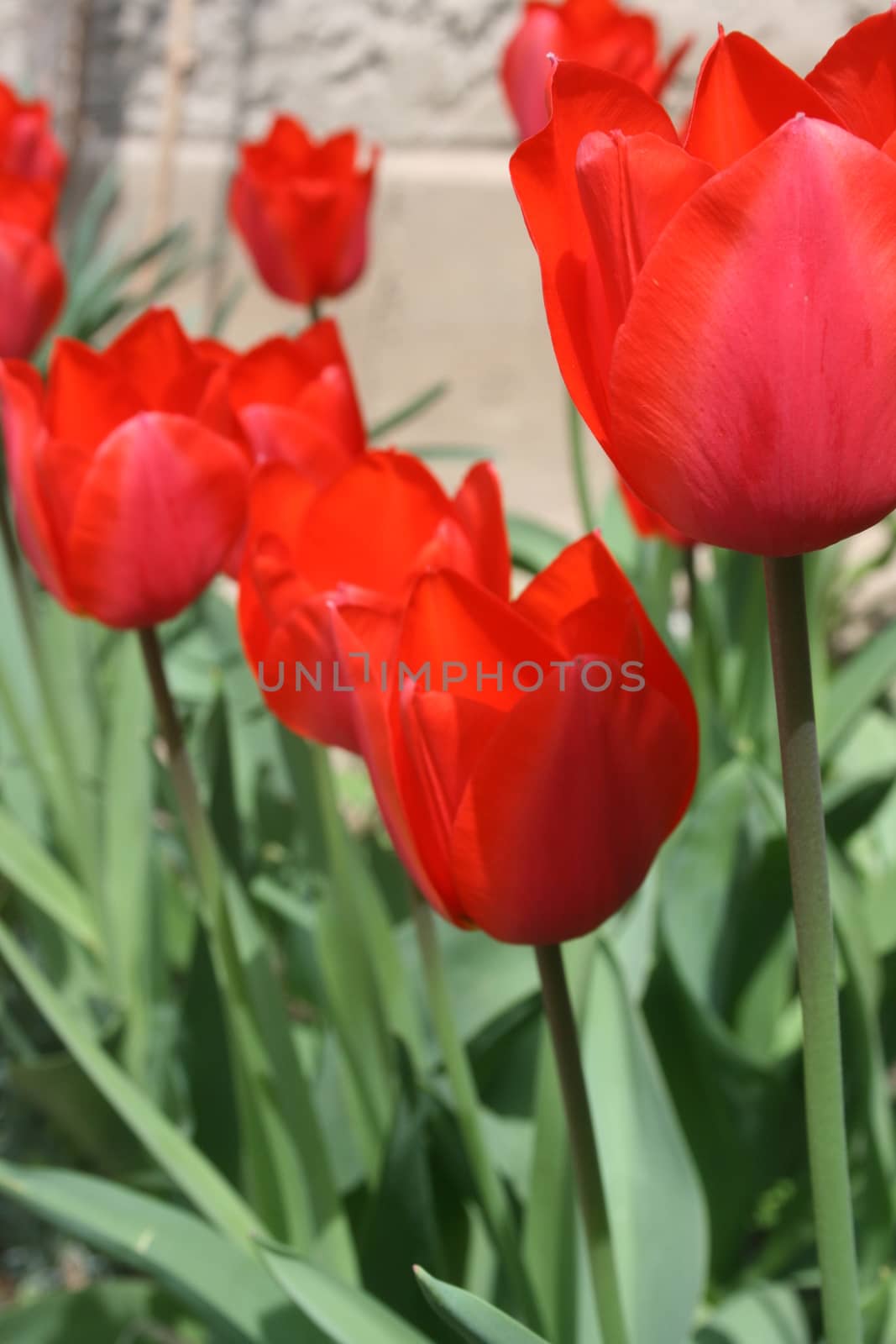 red tulip by mimirus