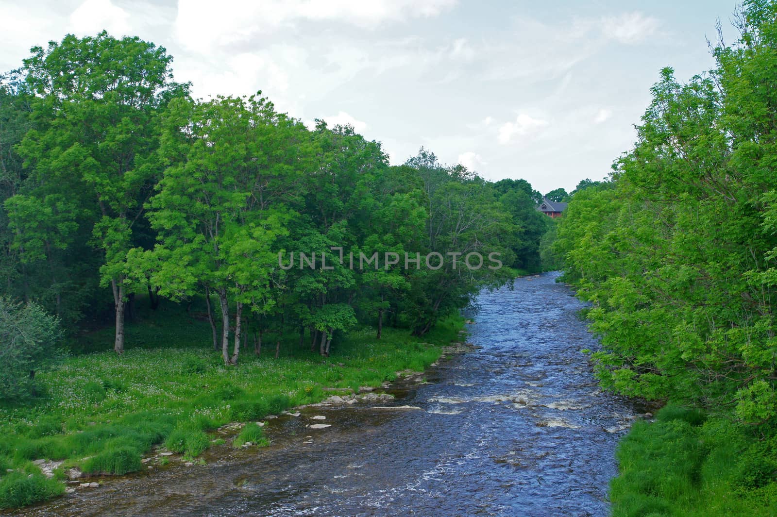 The river on a background of a green forest