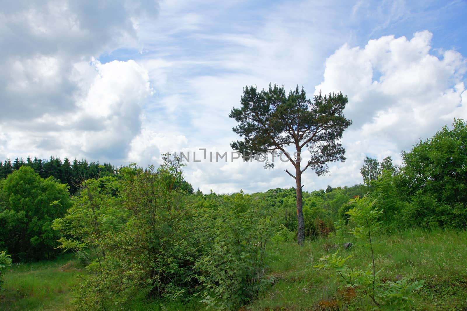 Landscape with the cloudy sky and plants