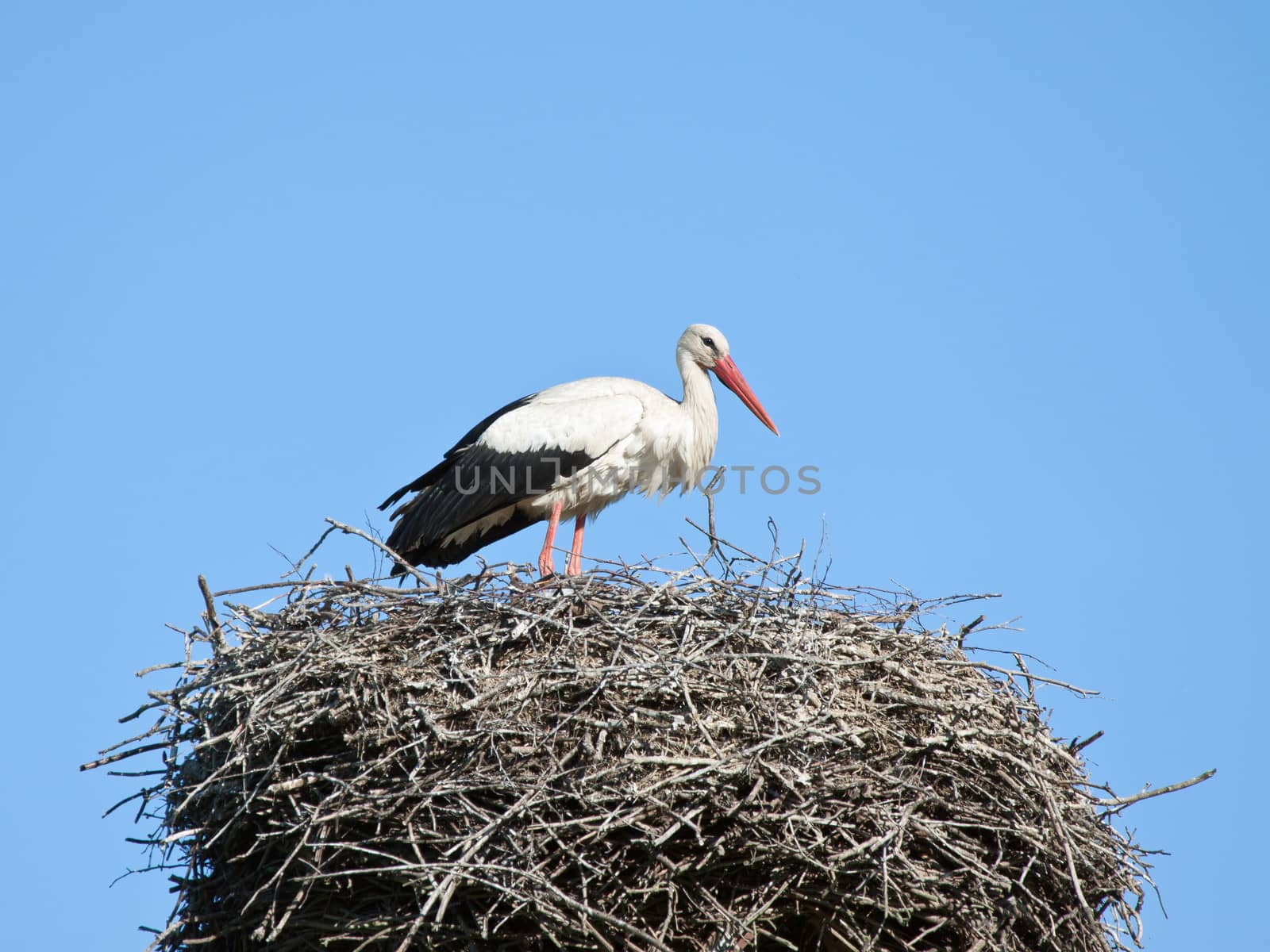 The white stork costs in a big nest from rods against the blue sky