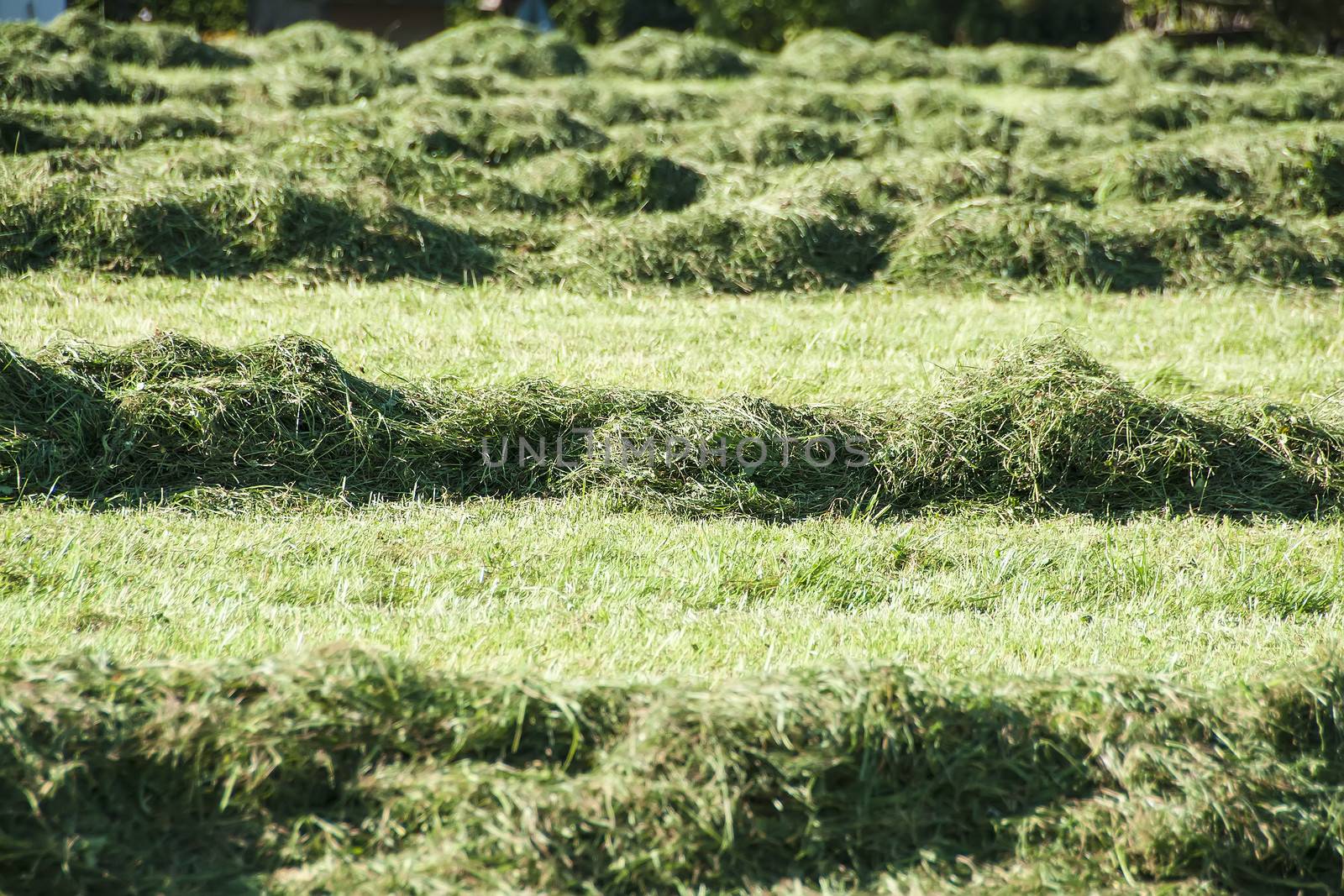 Cut green grass on a field on a sunny day