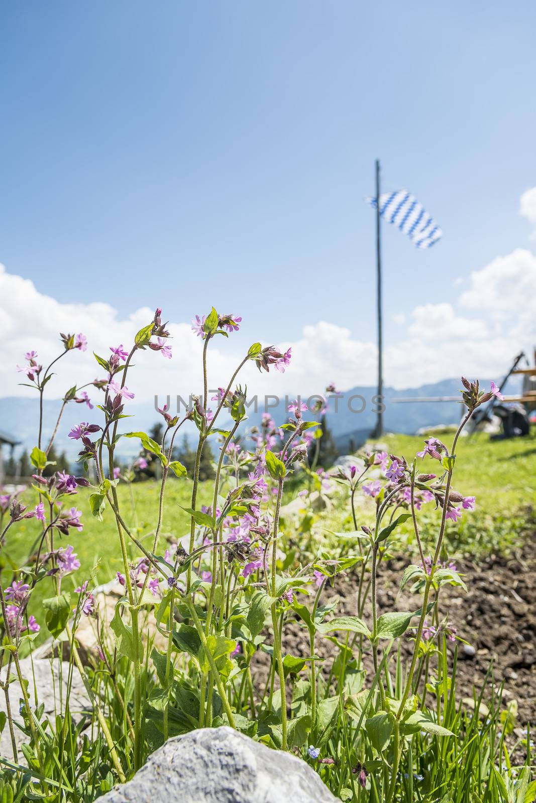 Flowers in the alps on a mountain in Bavaria, Germany