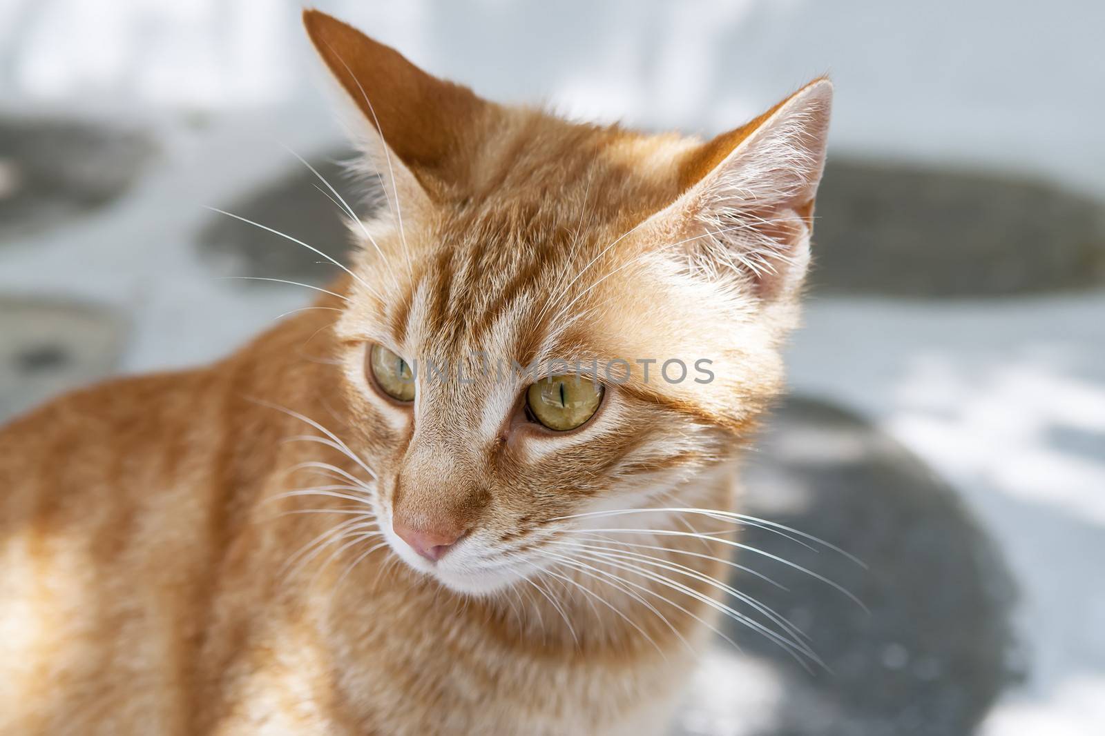 Portrait of a young cat on the street