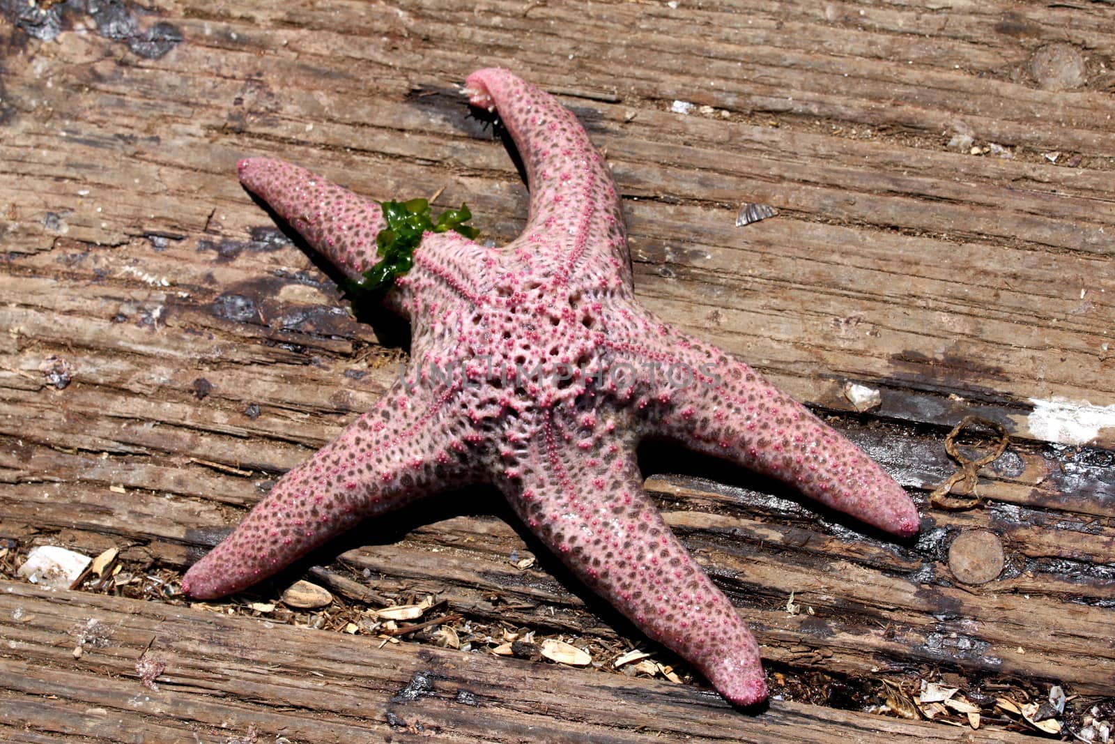 Closeup few of a seastar on wooden planks from a pier.
