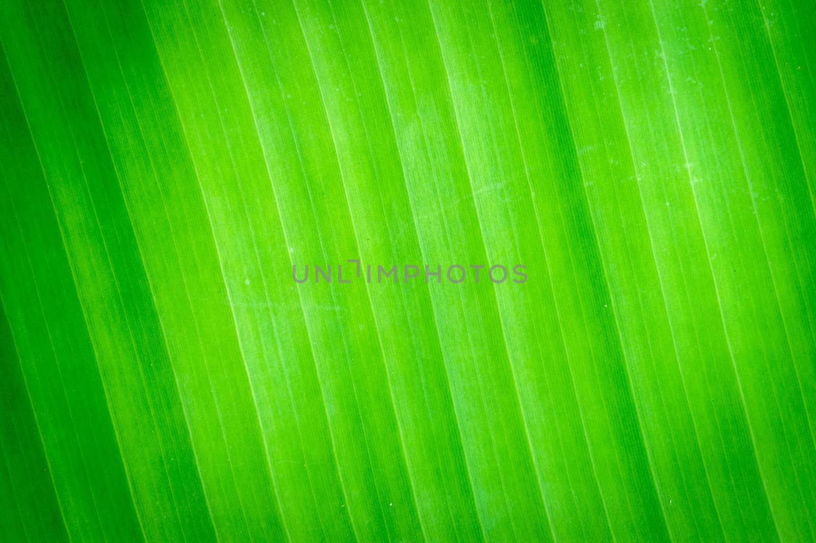 Abstract banana texture leaves for background.