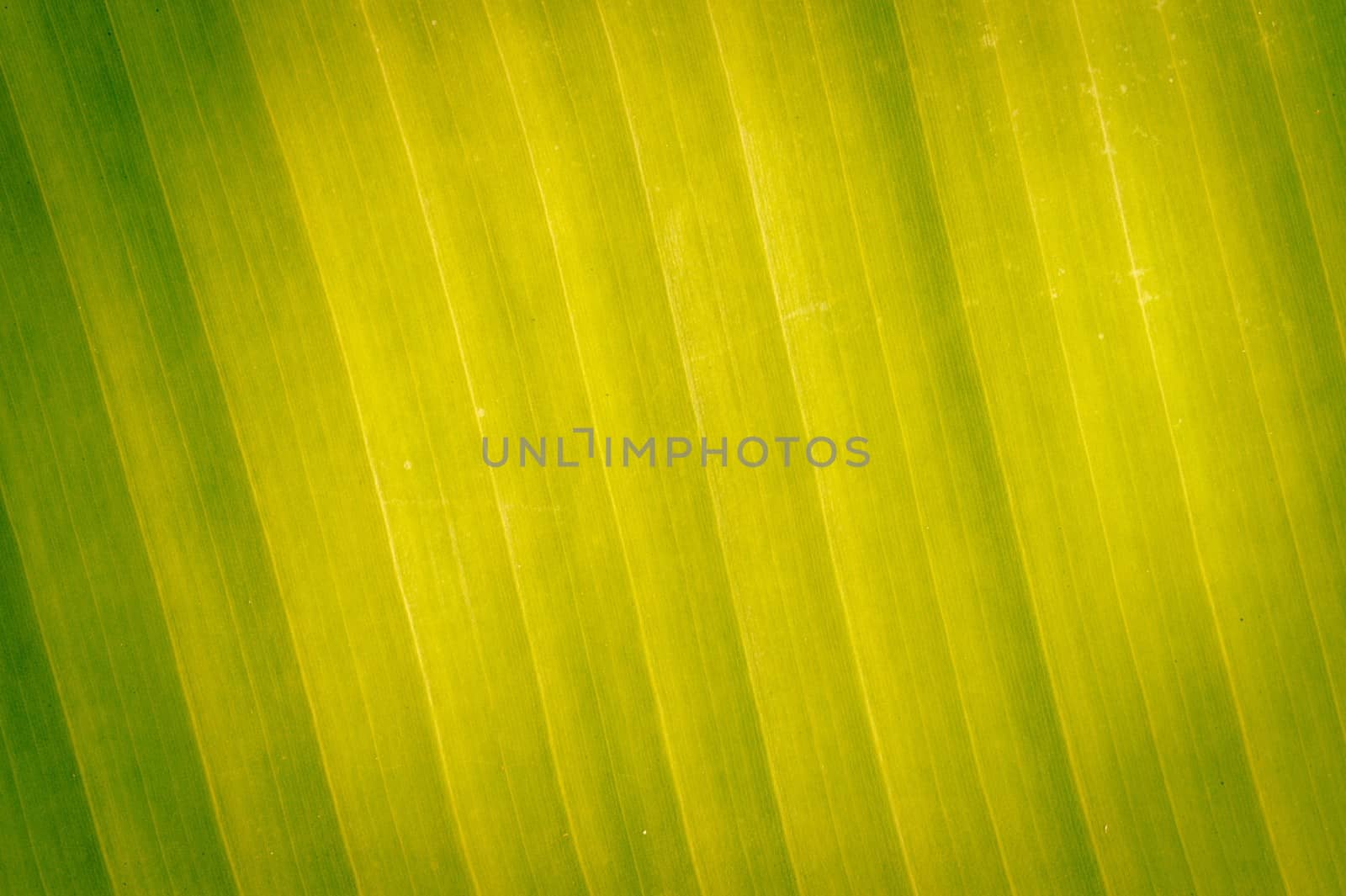 Abstract banana texture leaves for background.