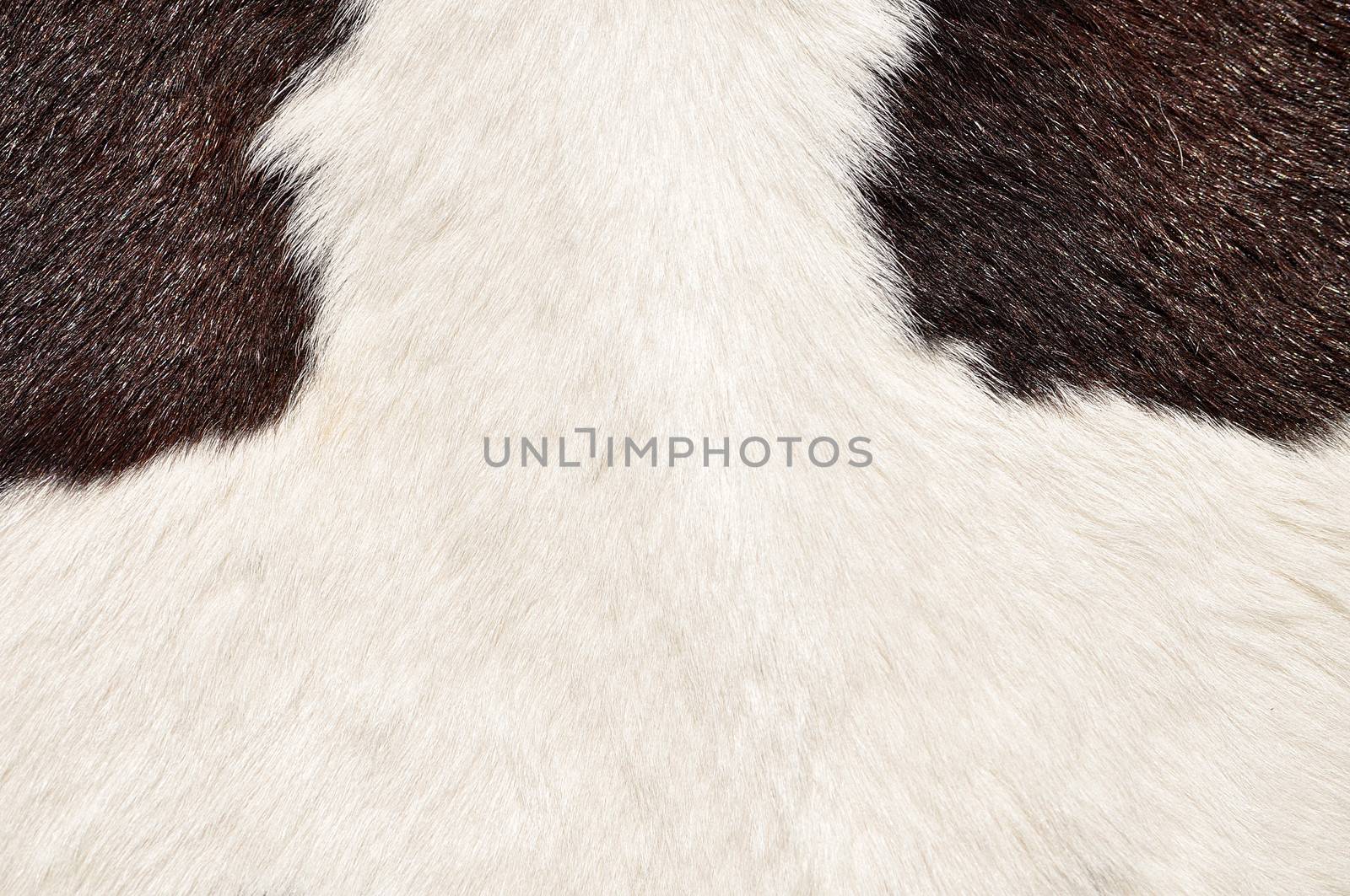 Brown and white hairy texture of cow by MaZiKab