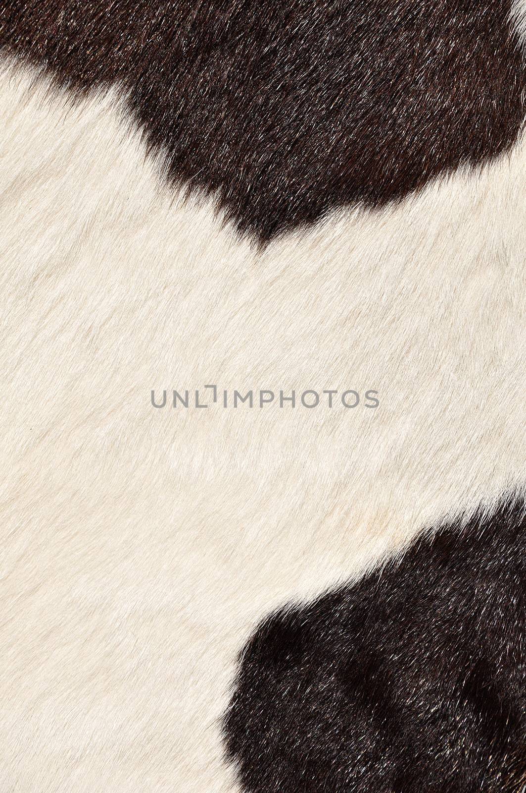 Brown and white hairy texture of cow by MaZiKab