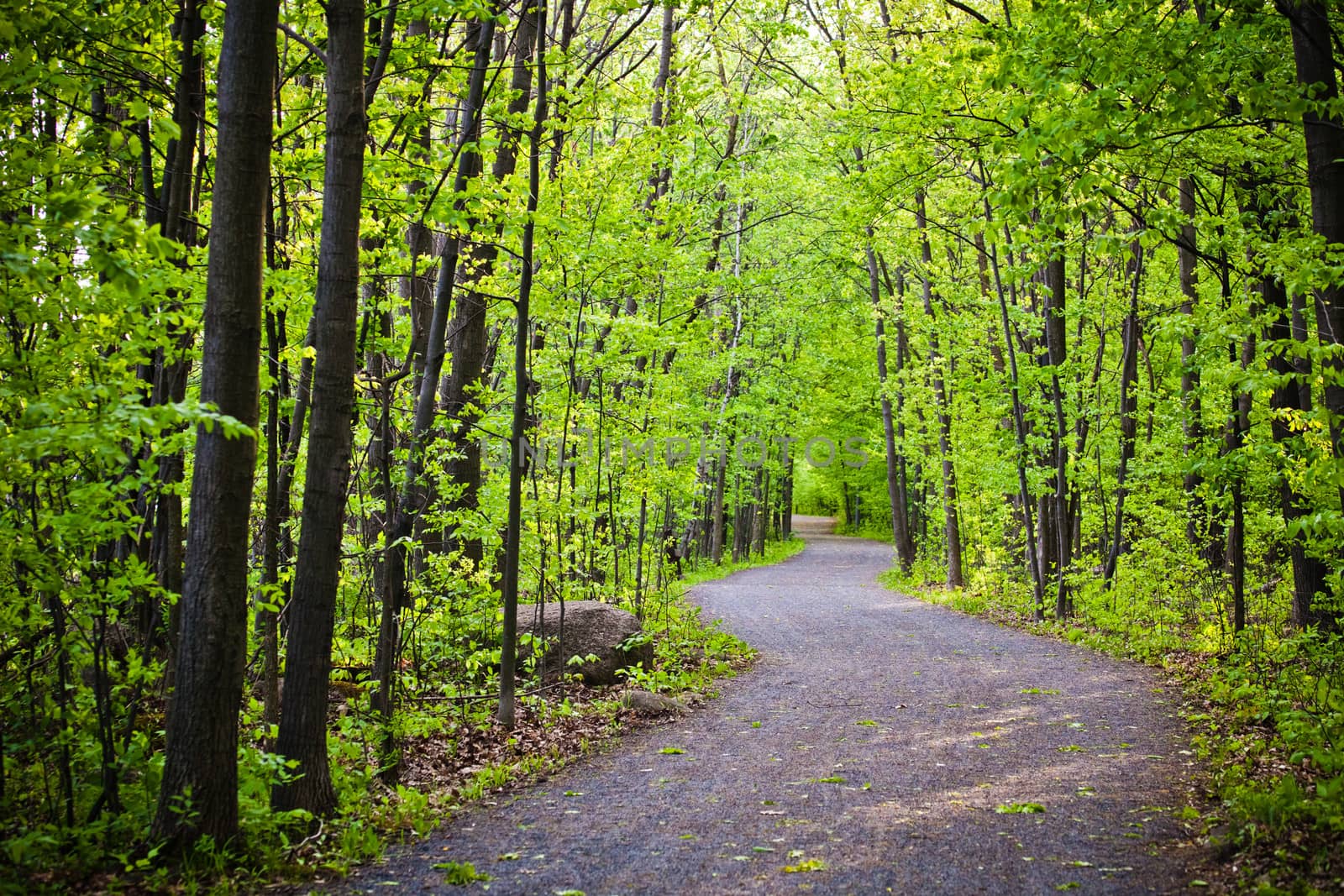 Path in forest during a sunny day of spring