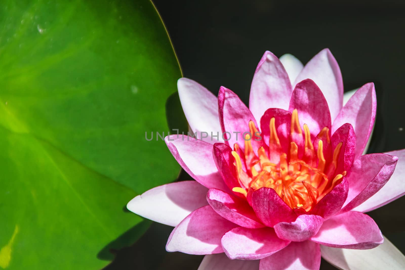 Red Water Lily (Nymphaea spp.) Attraction by punpleng