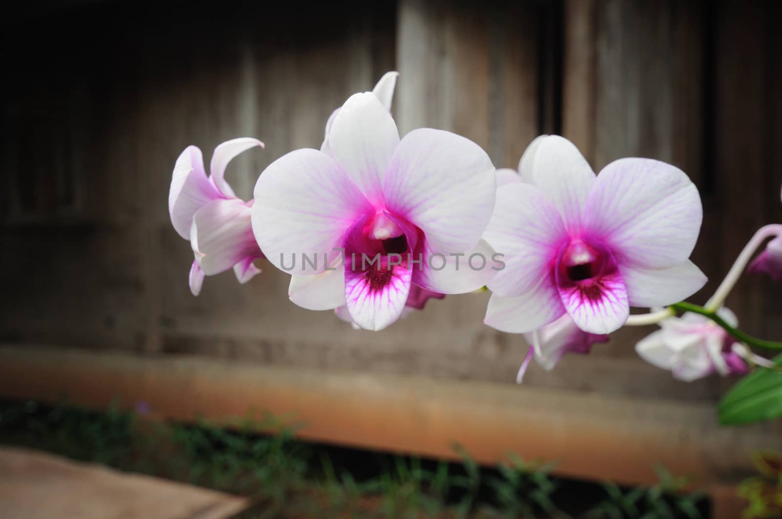 Beautiful Orchid