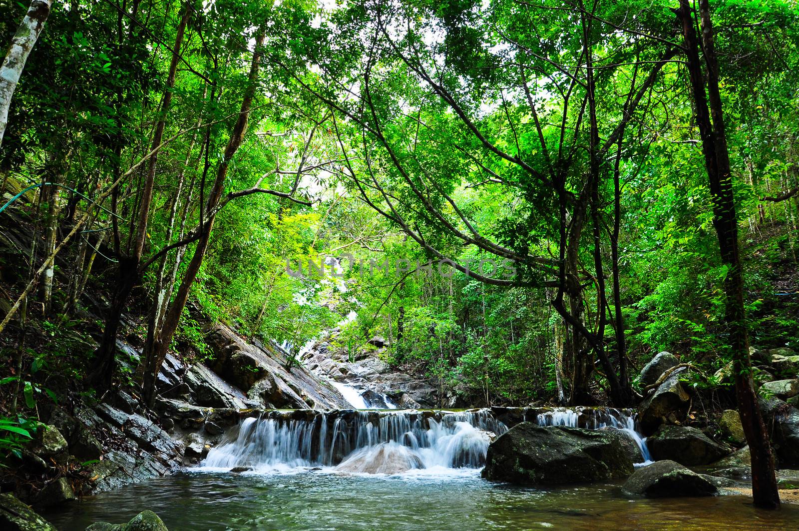 Beautiful Forest