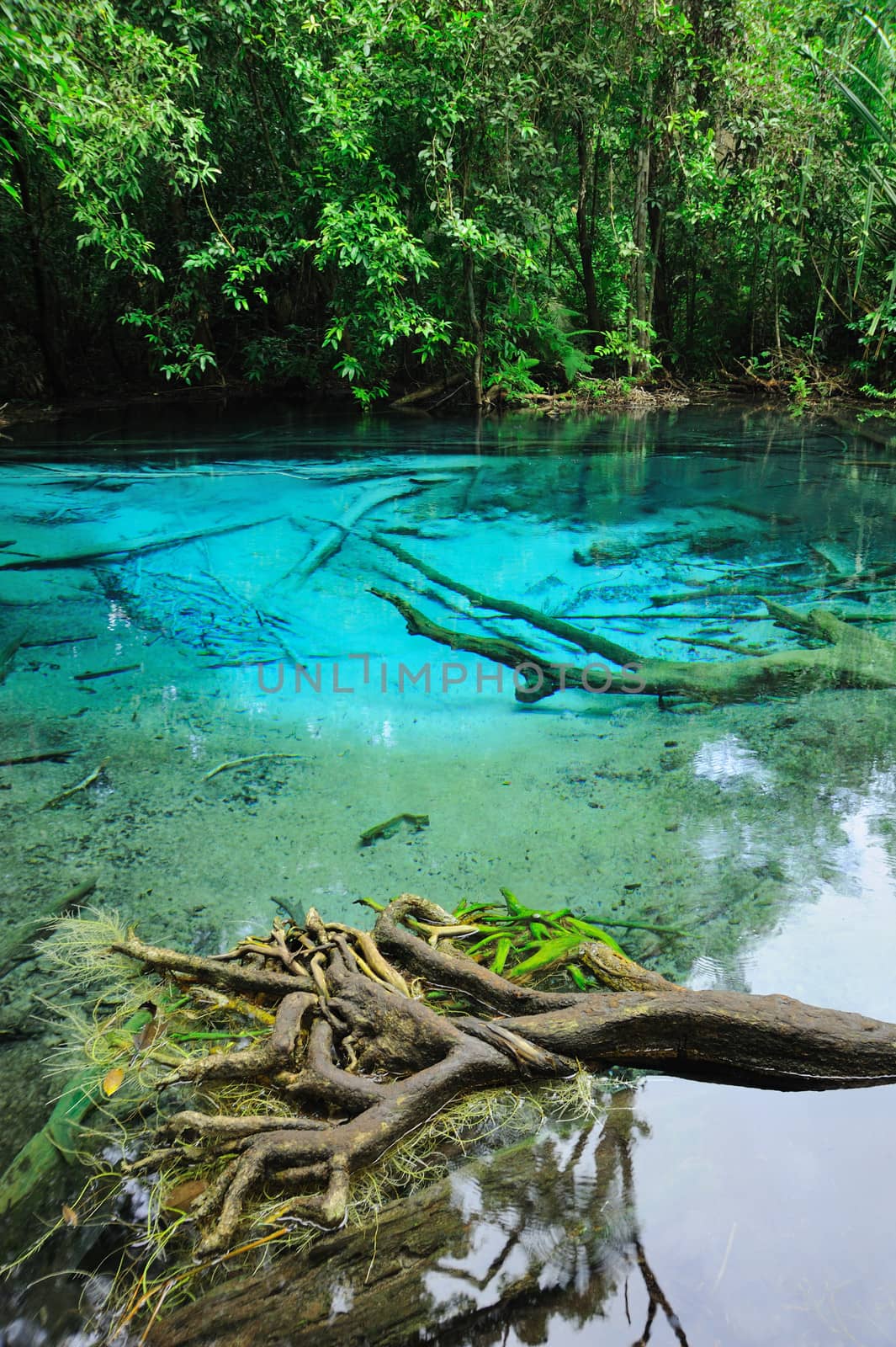 Blue Lake in Deep Forest by letoakin