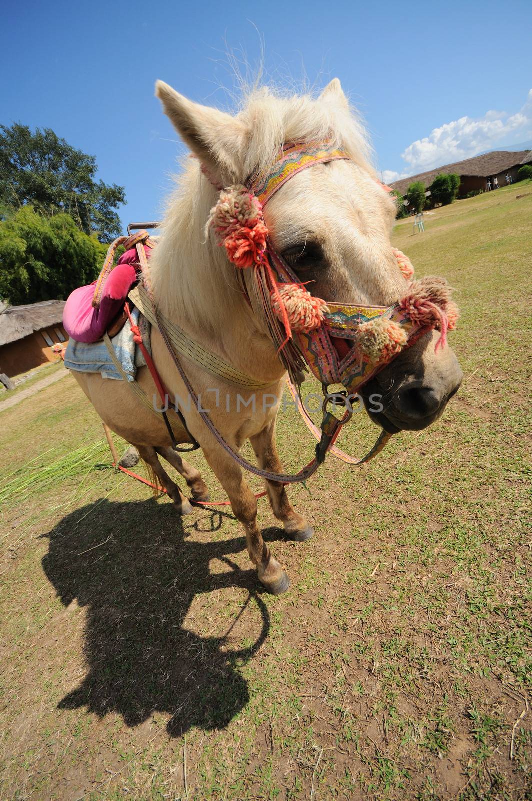 Thai Horse