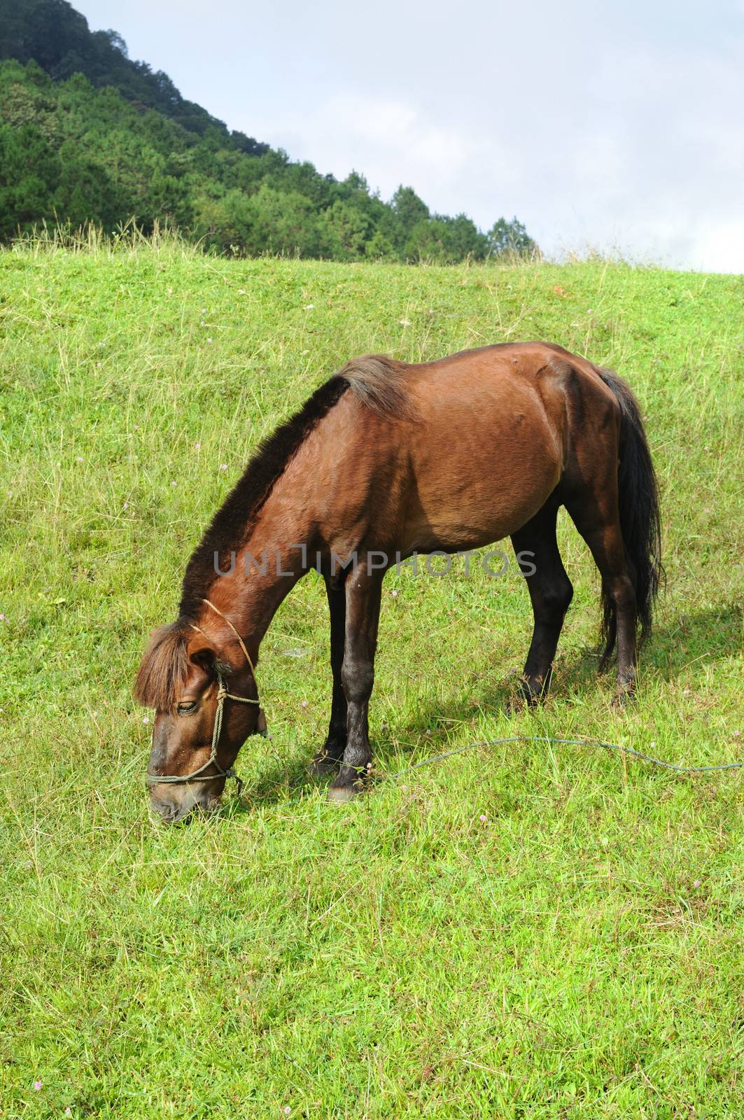 Thai Horse