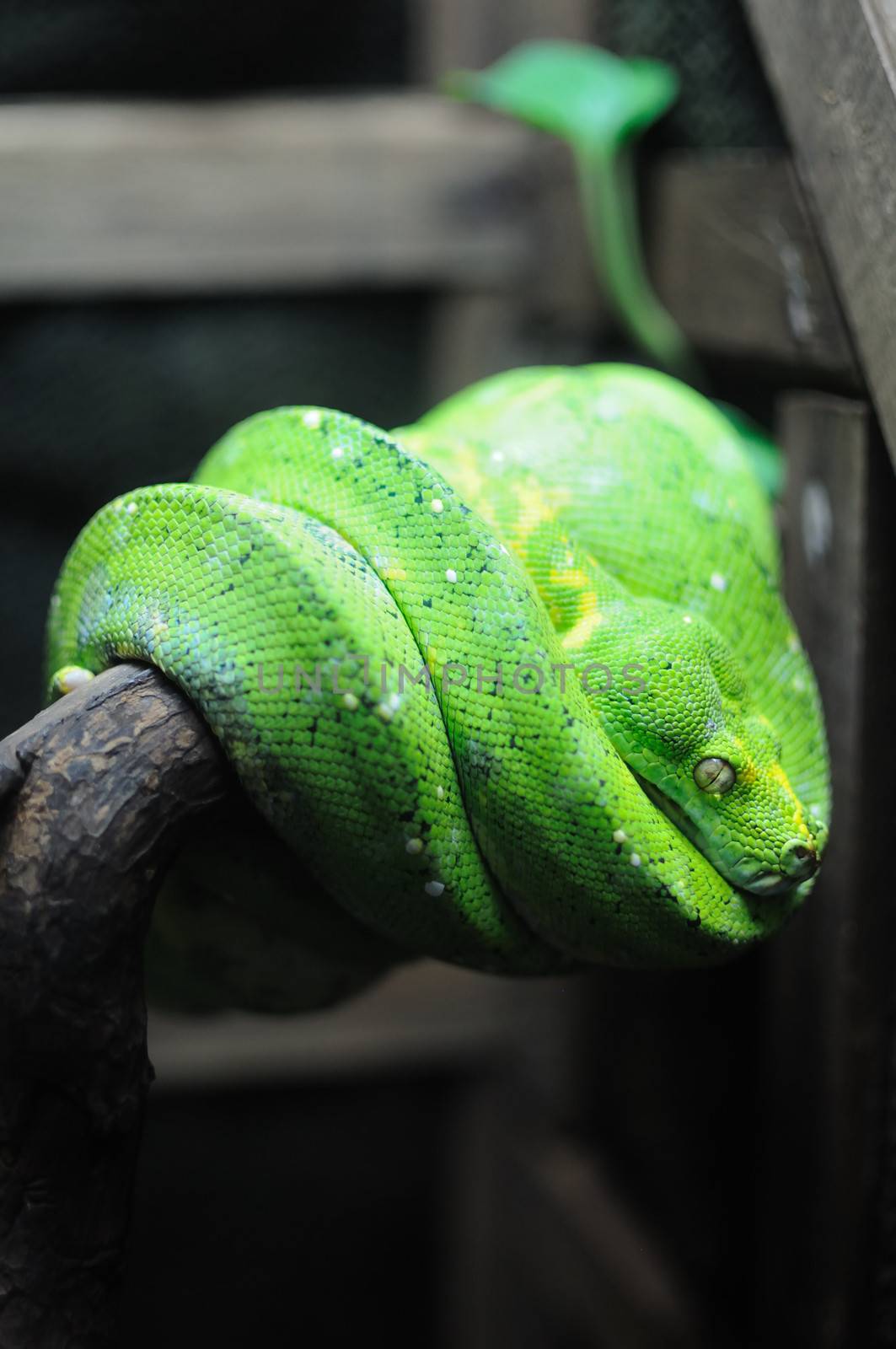 Green snake