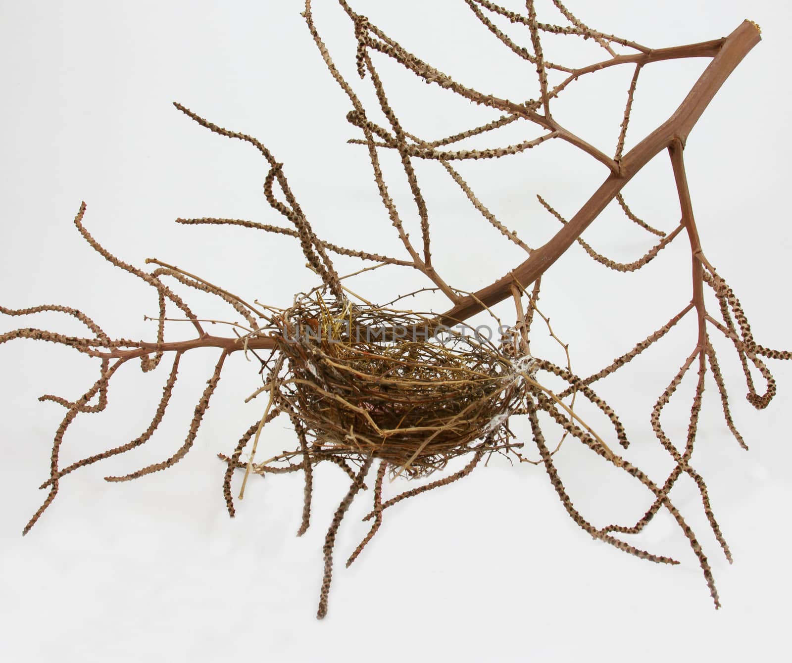 Empty birds nest isolated on white background by sutipp11