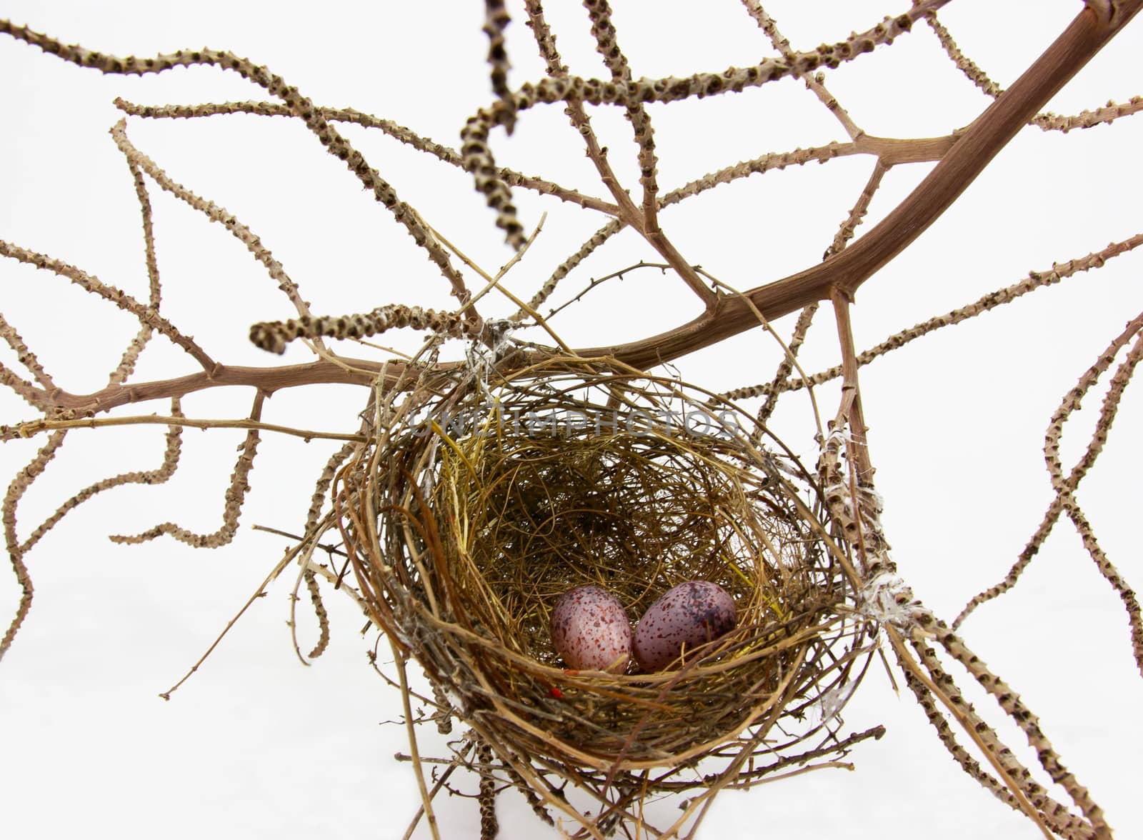 Bird nest and eggs on white background by sutipp11