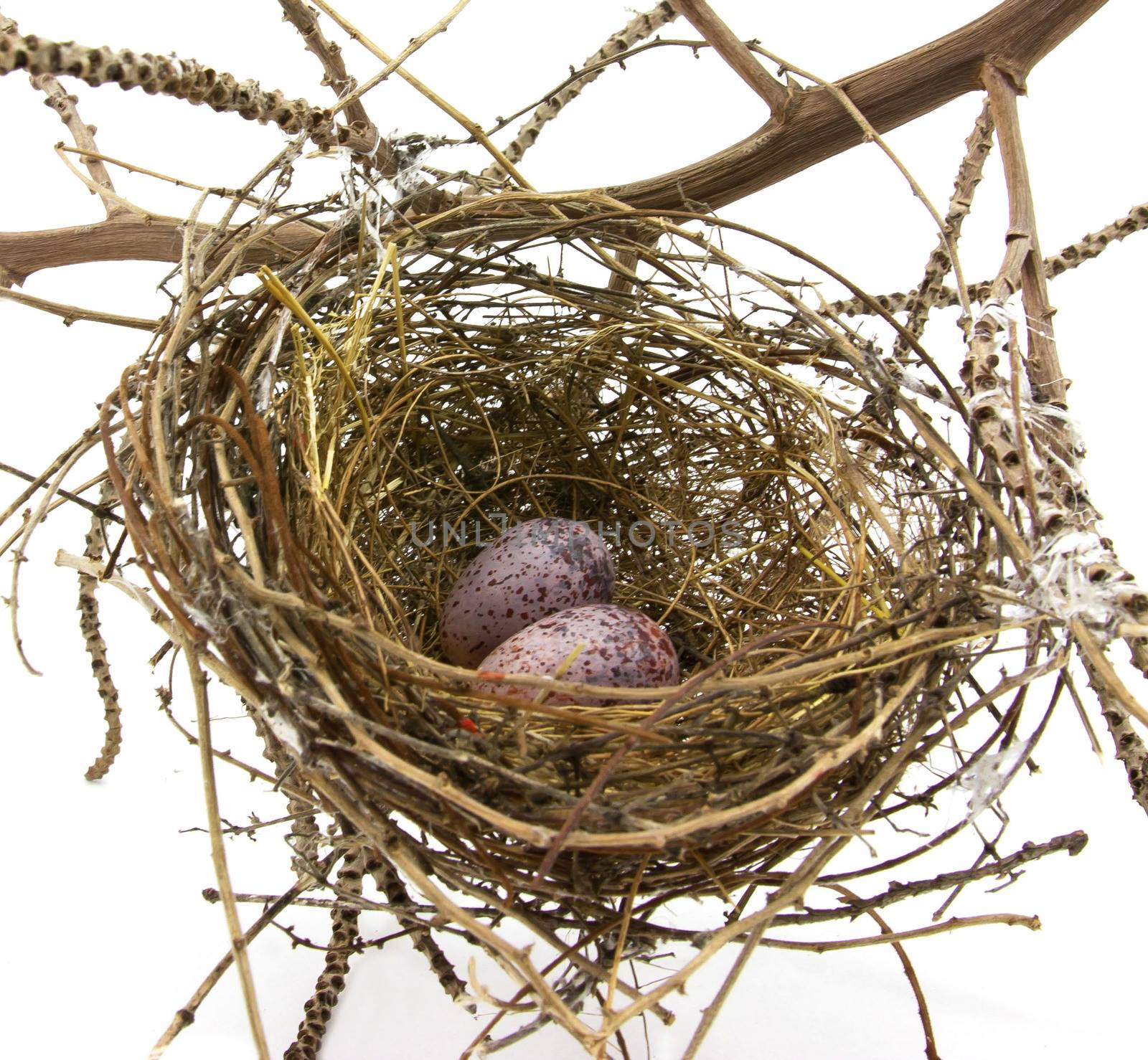 Bird nest and eggs on white background by sutipp11