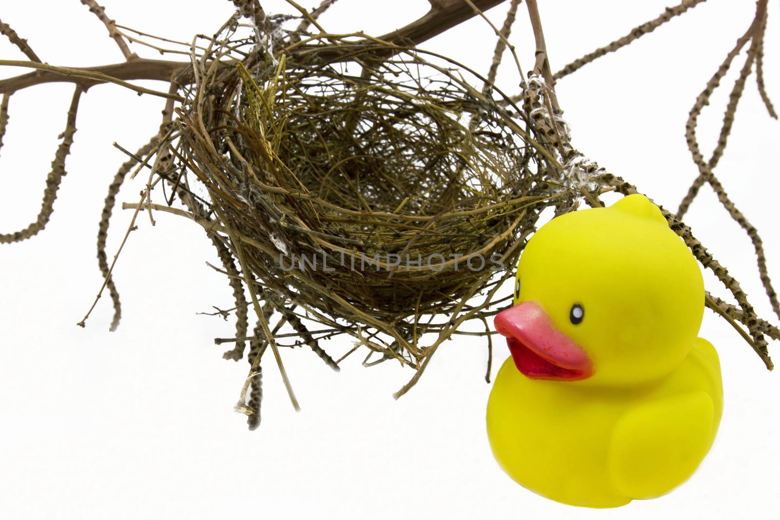Nest and Yellow toy duckling on white background by sutipp11