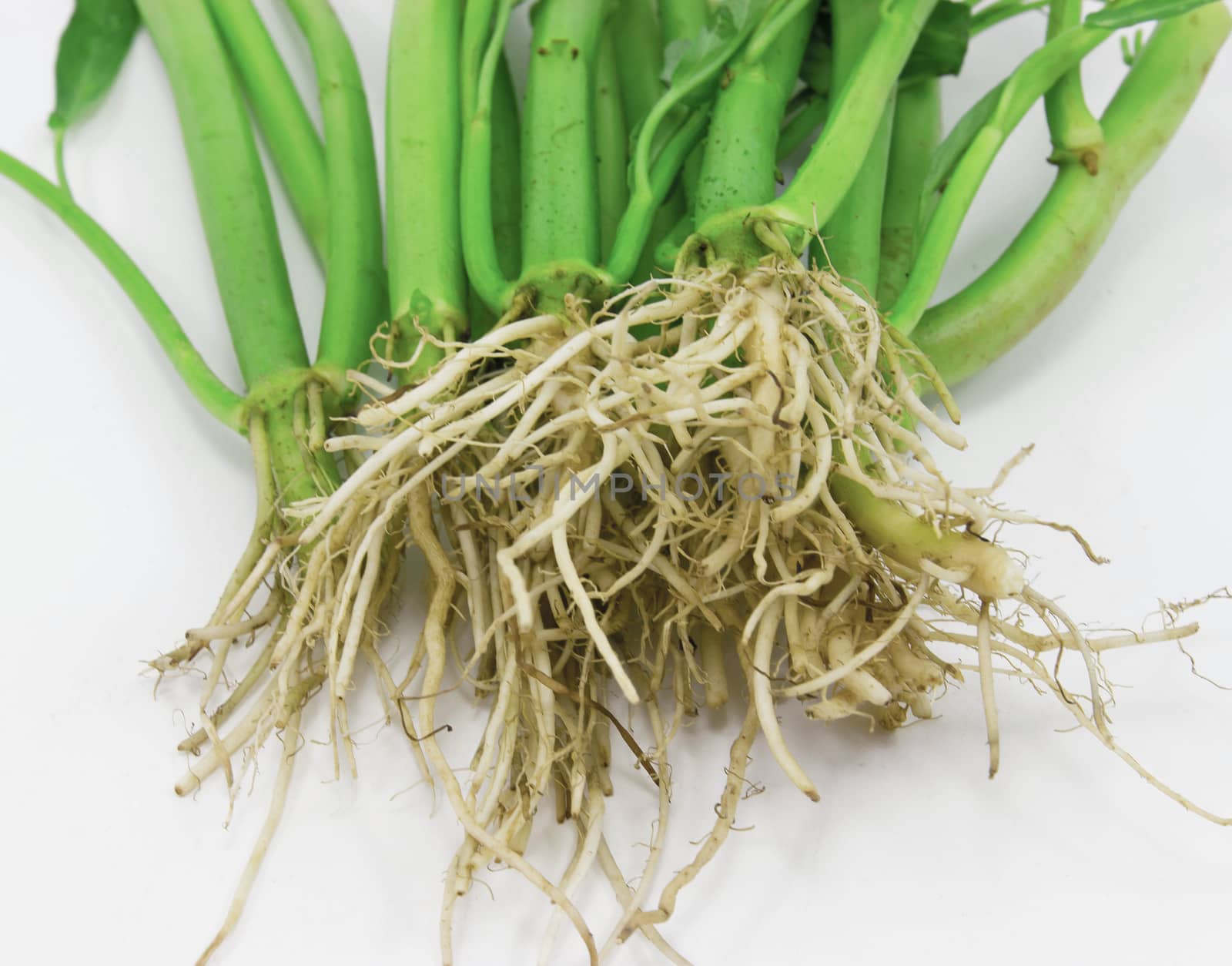 Root vegetables, fresh green by sutipp11