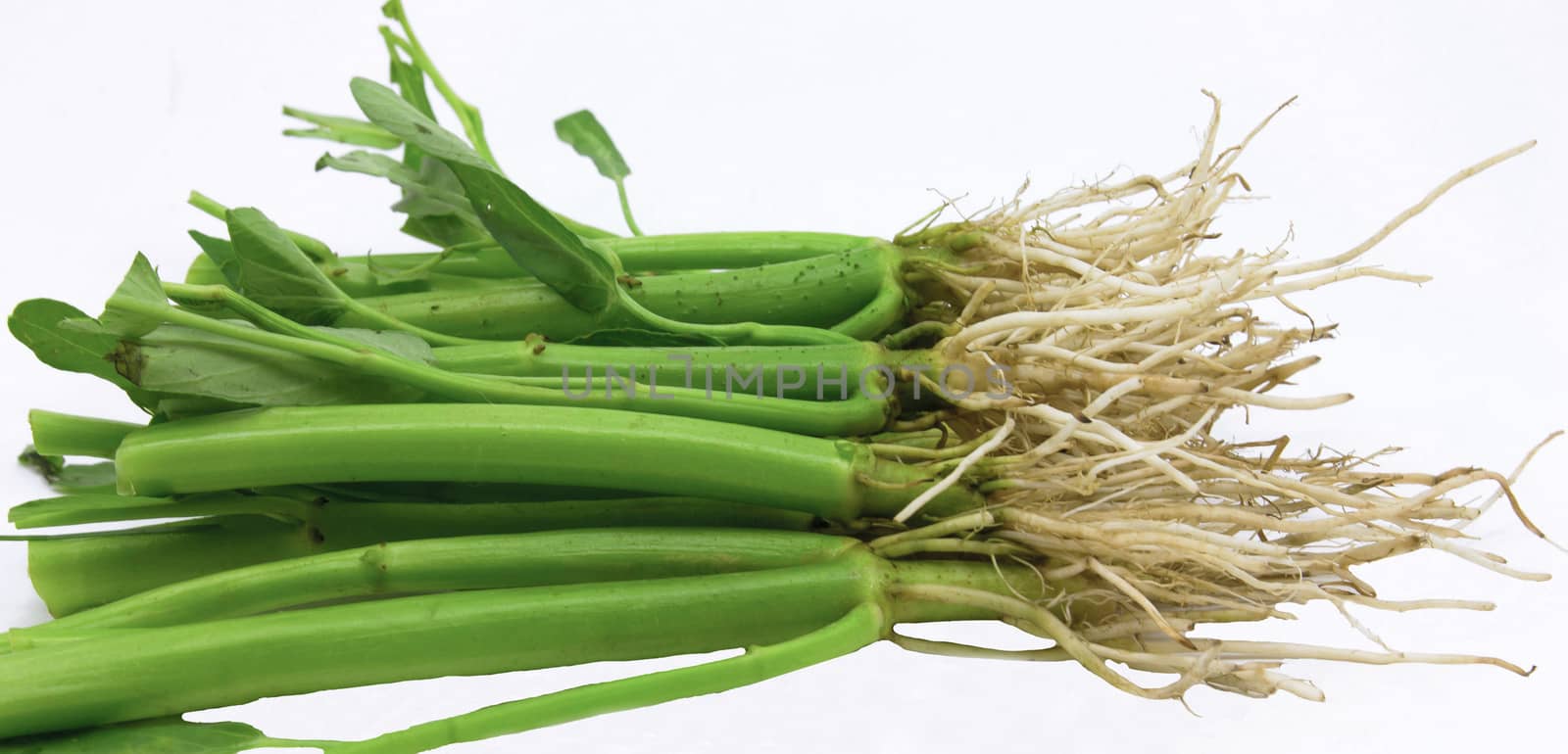 Root vegetables, fresh green by sutipp11