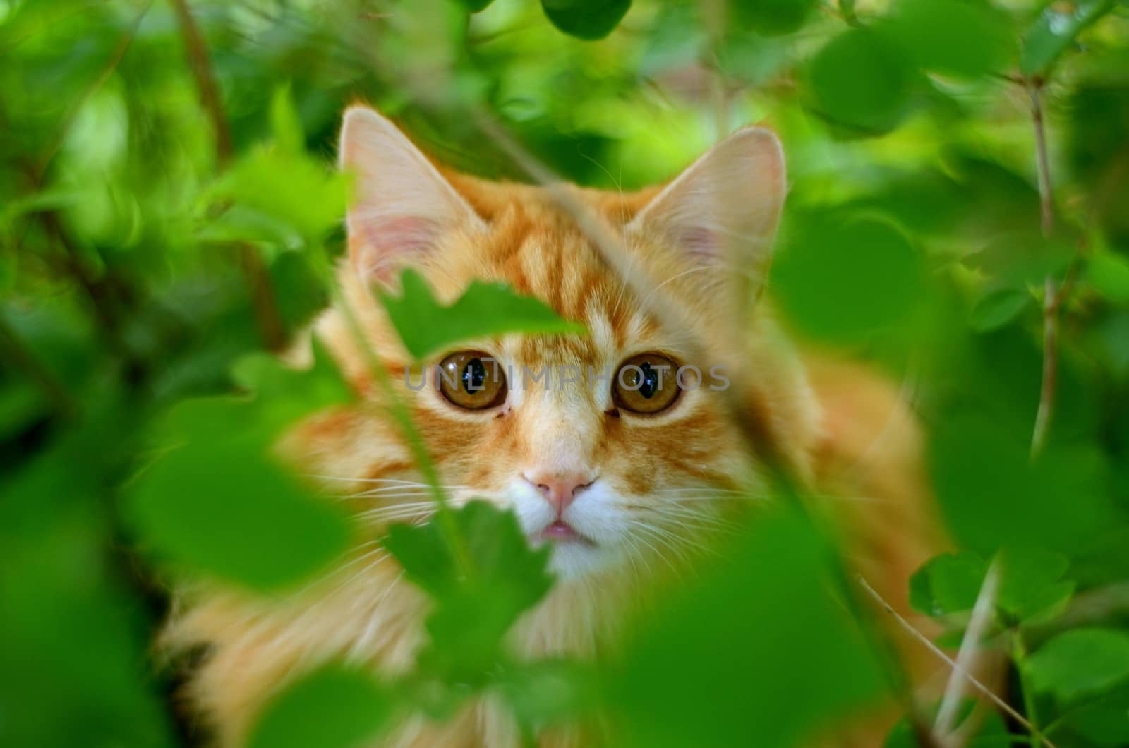 A Beautiful Ginger Cat Hiding In The Bushes