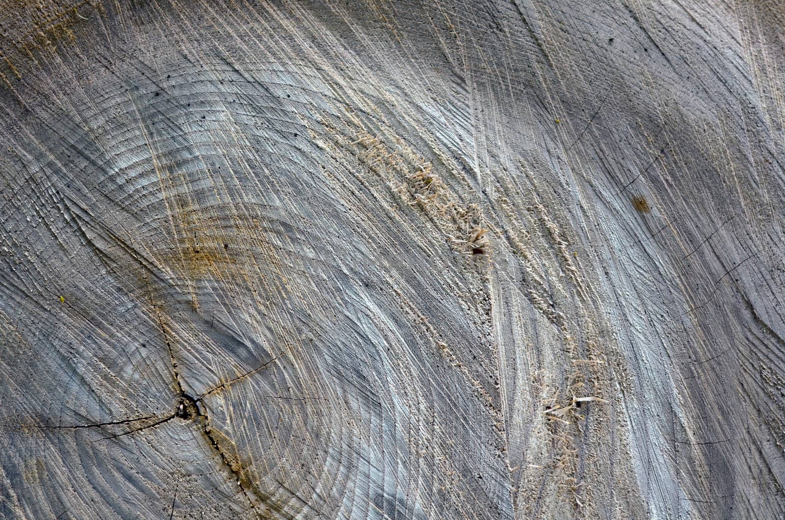 A Background Cross Section Of Some Cut Wood