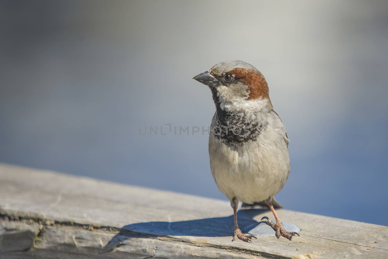 Went for a walk along the pier at the Tista river in Halden, Norway, the bird landed next to my side and I shot some really good pictures.