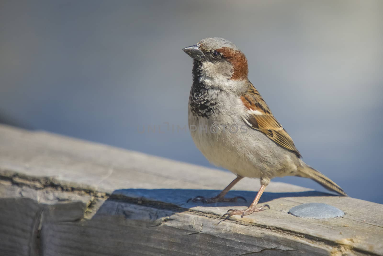 sparrow, disambiguation by steirus