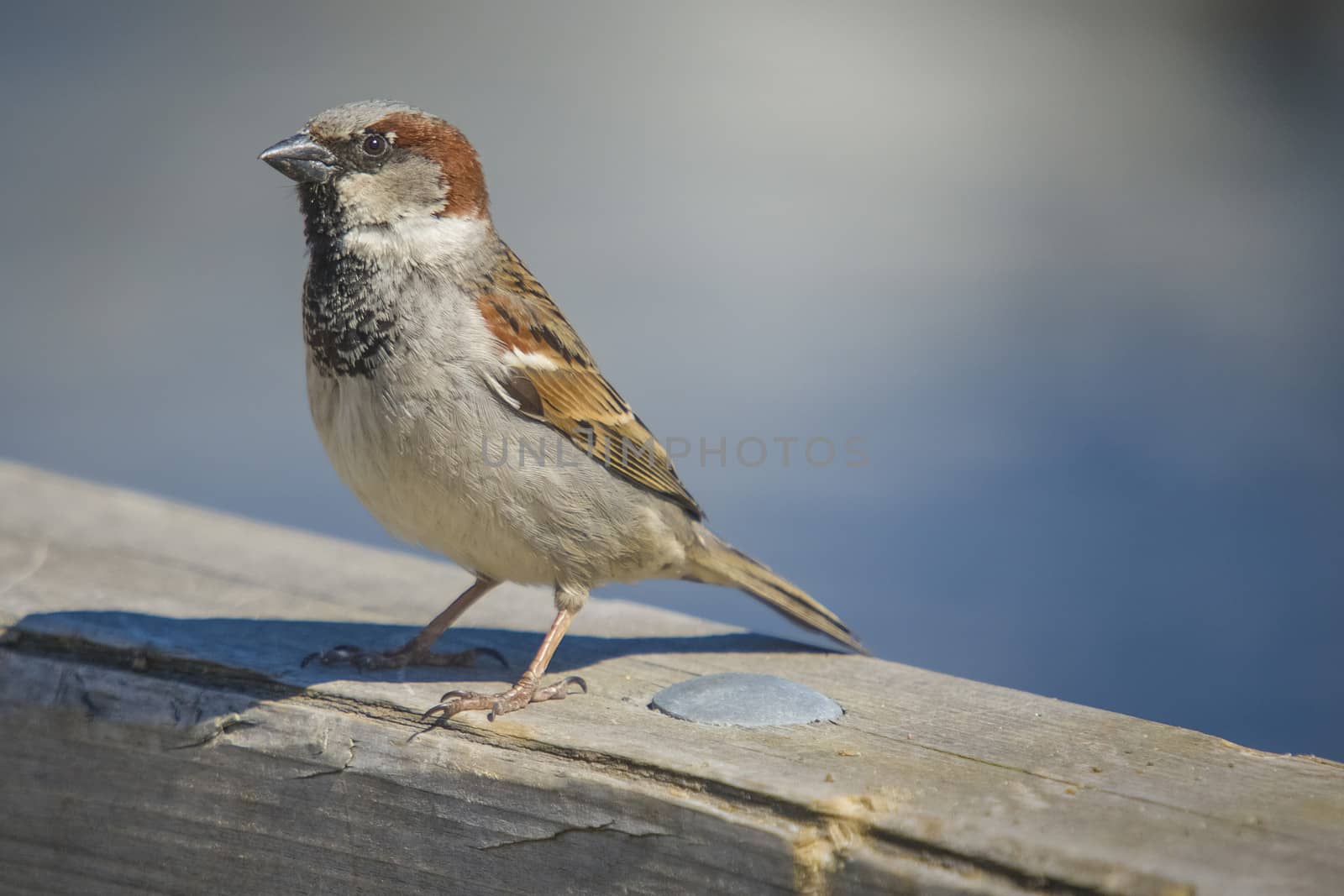 Went for a walk along the pier at the Tista river in Halden, Norway, the bird landed next to my side and I shot some really good pictures.