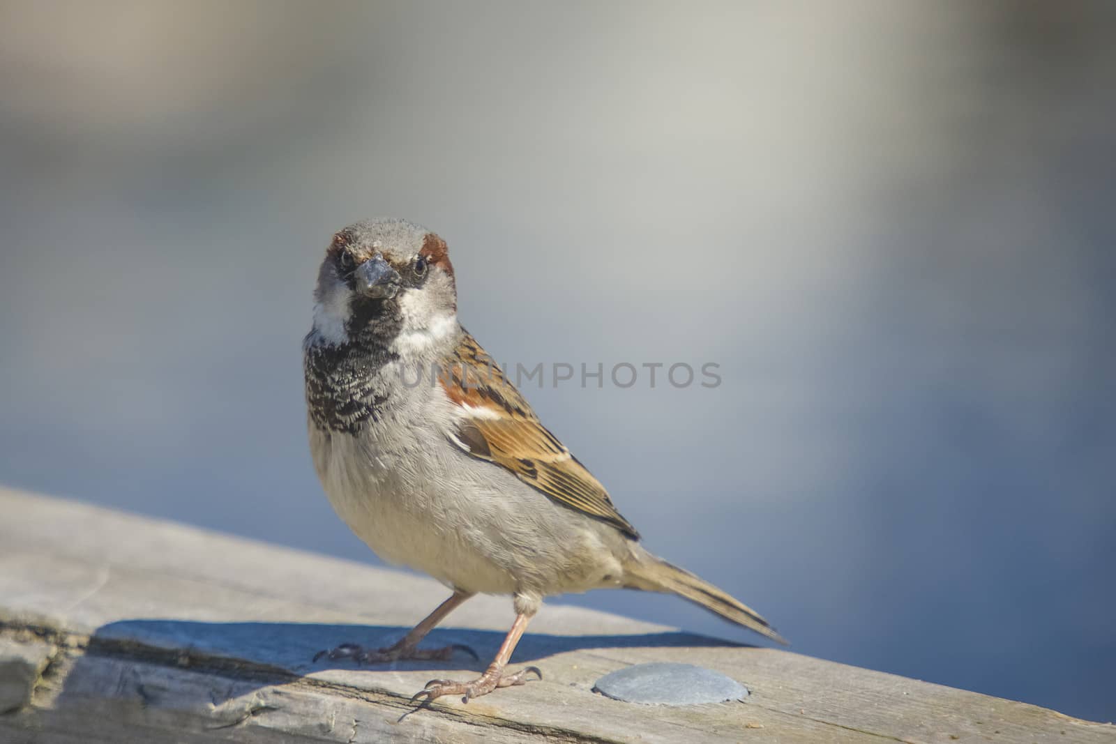 sparrow, disambiguation by steirus