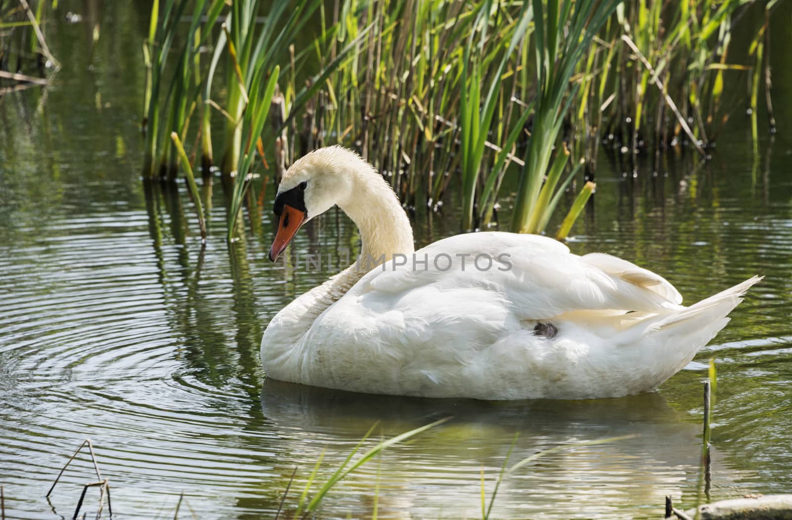white swan swimming in the river with green grass background