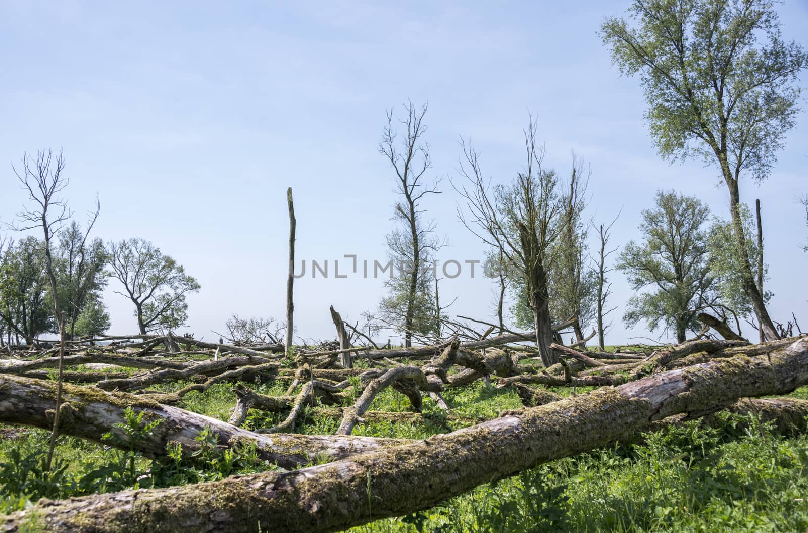 forest with dead and fallen trees after a storm