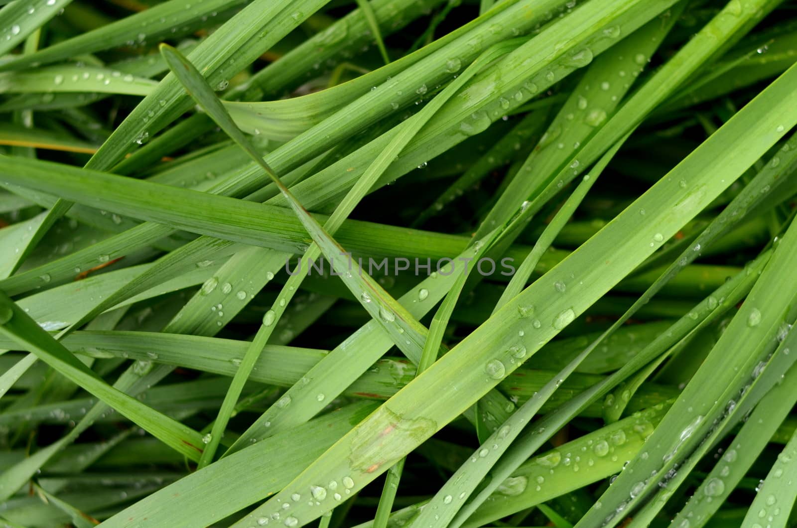 Wet grass by mrdoomits