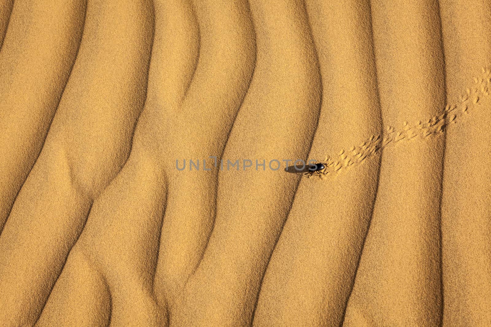 Scarab (Scarabaeus) beetle on desert sand dune