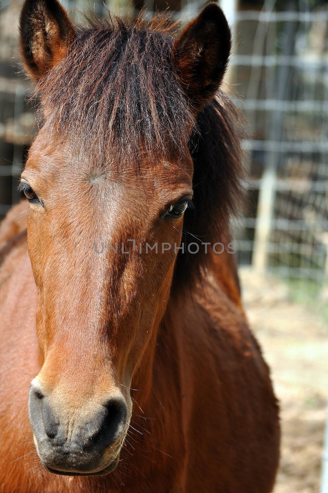 The horse's senses are generally superior to those of a human. As prey animals, they must be aware of their surroundings at all times.