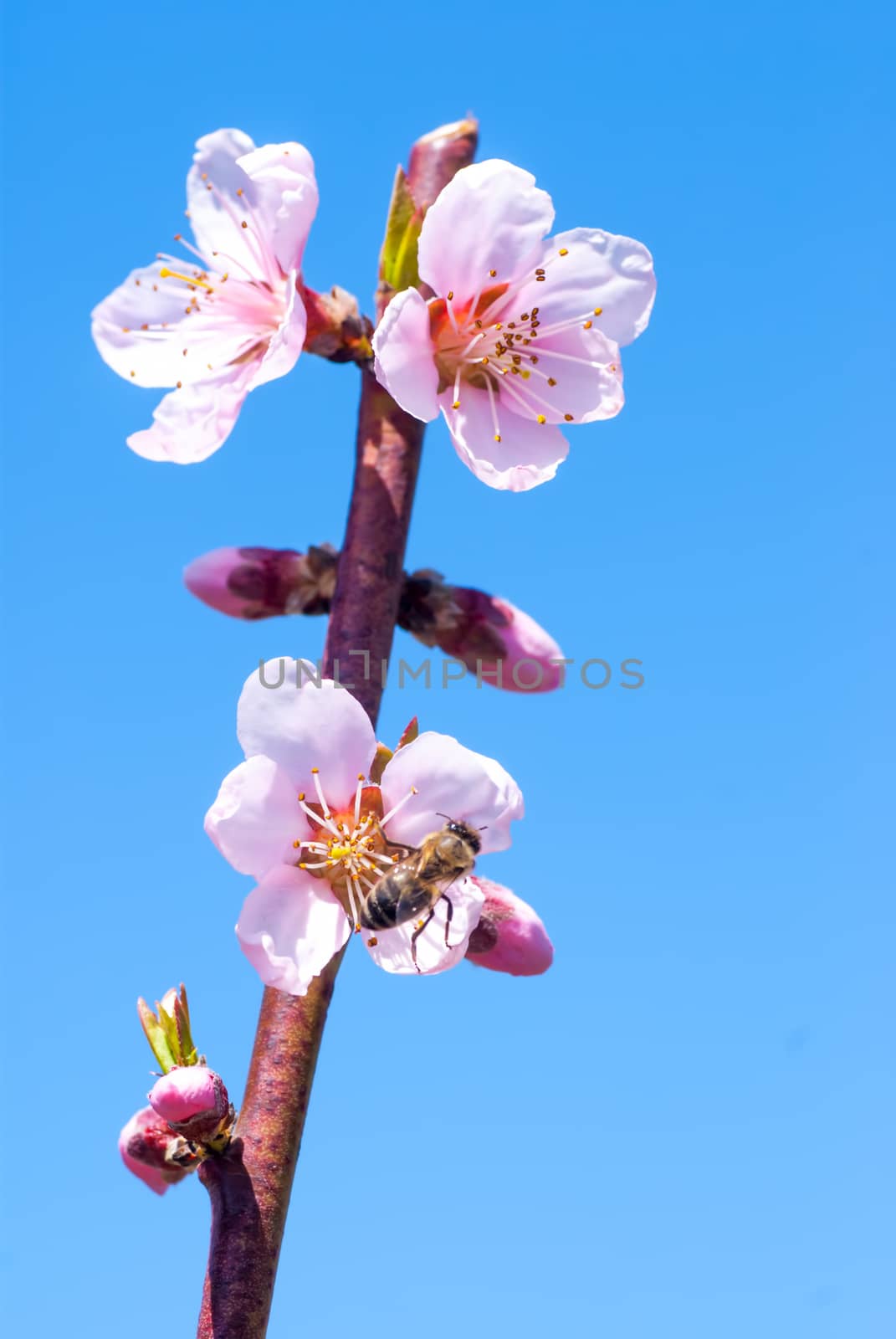 Peach blossom in spring. bee collects honey on a flower by Zhukow