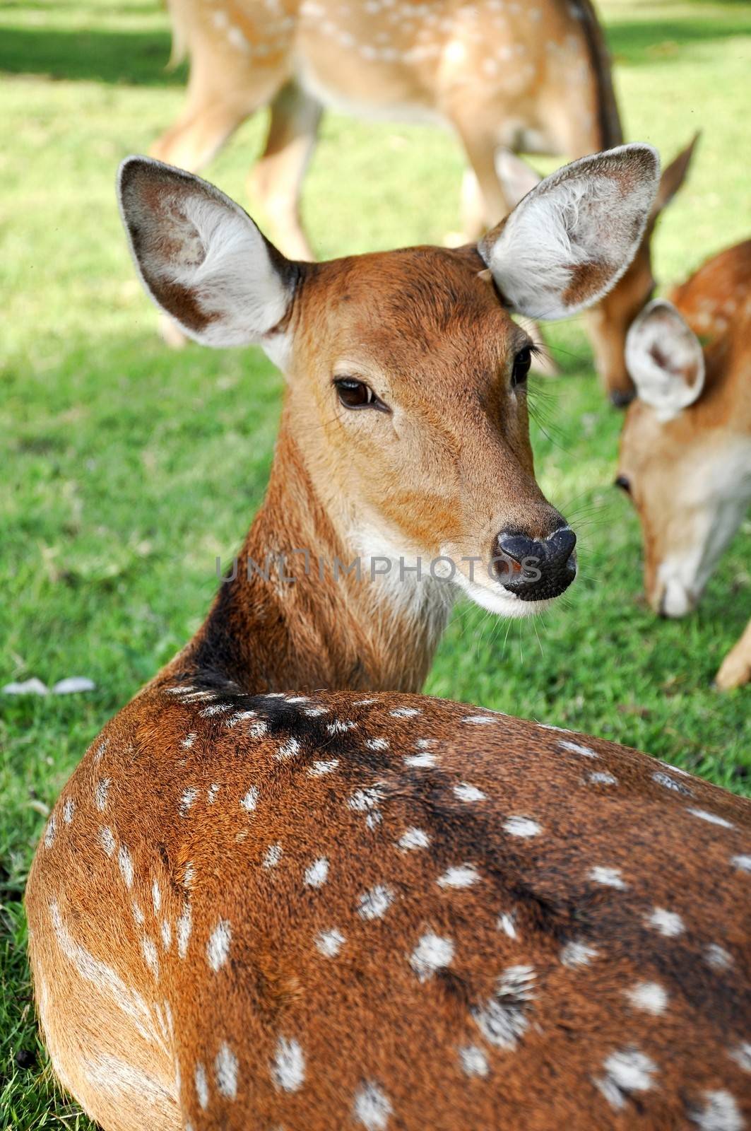 Sika females carry a pair of distinctive black bumps on the forehead.