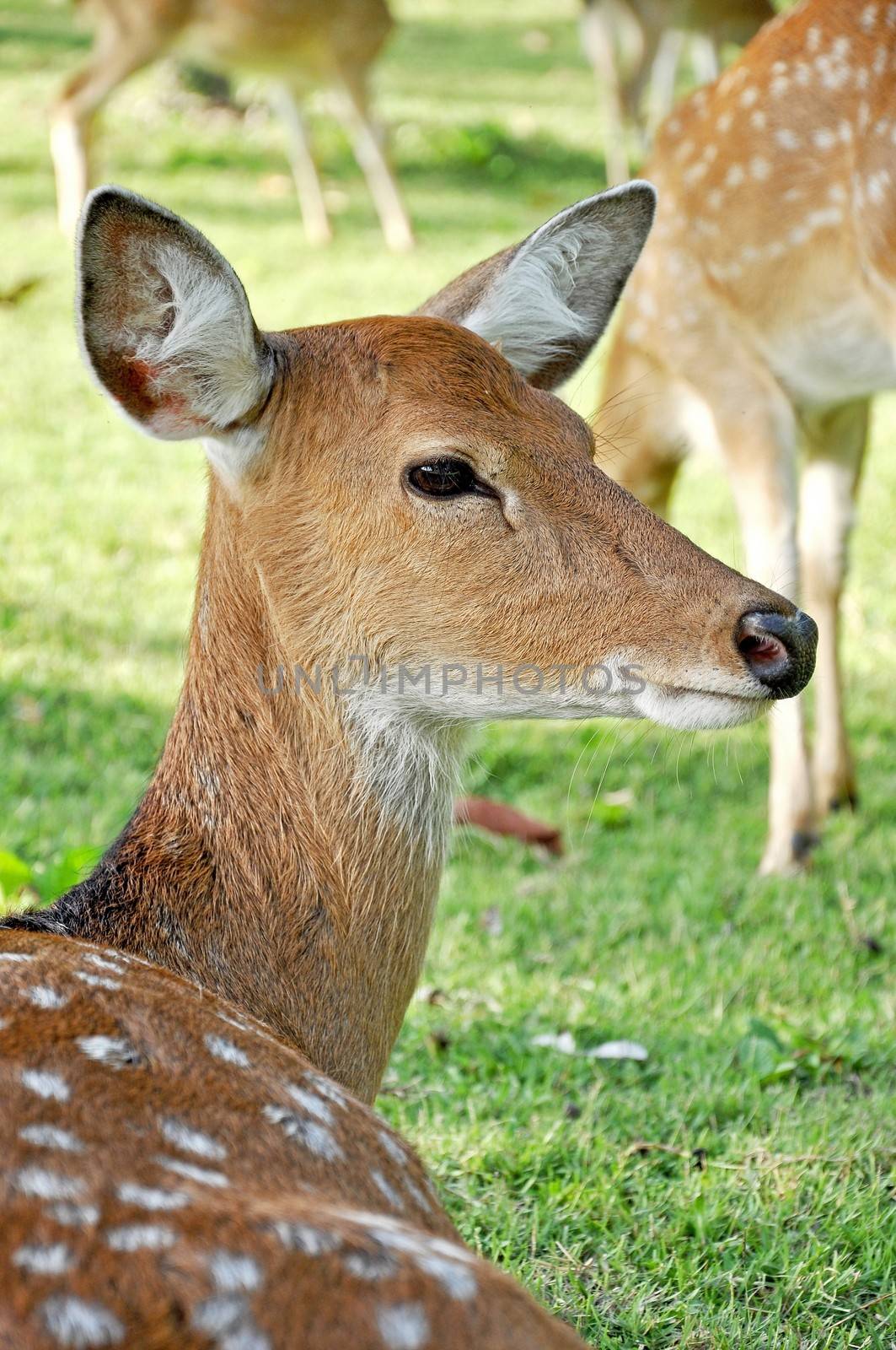 Sika females carry a pair of distinctive black bumps on the forehead.