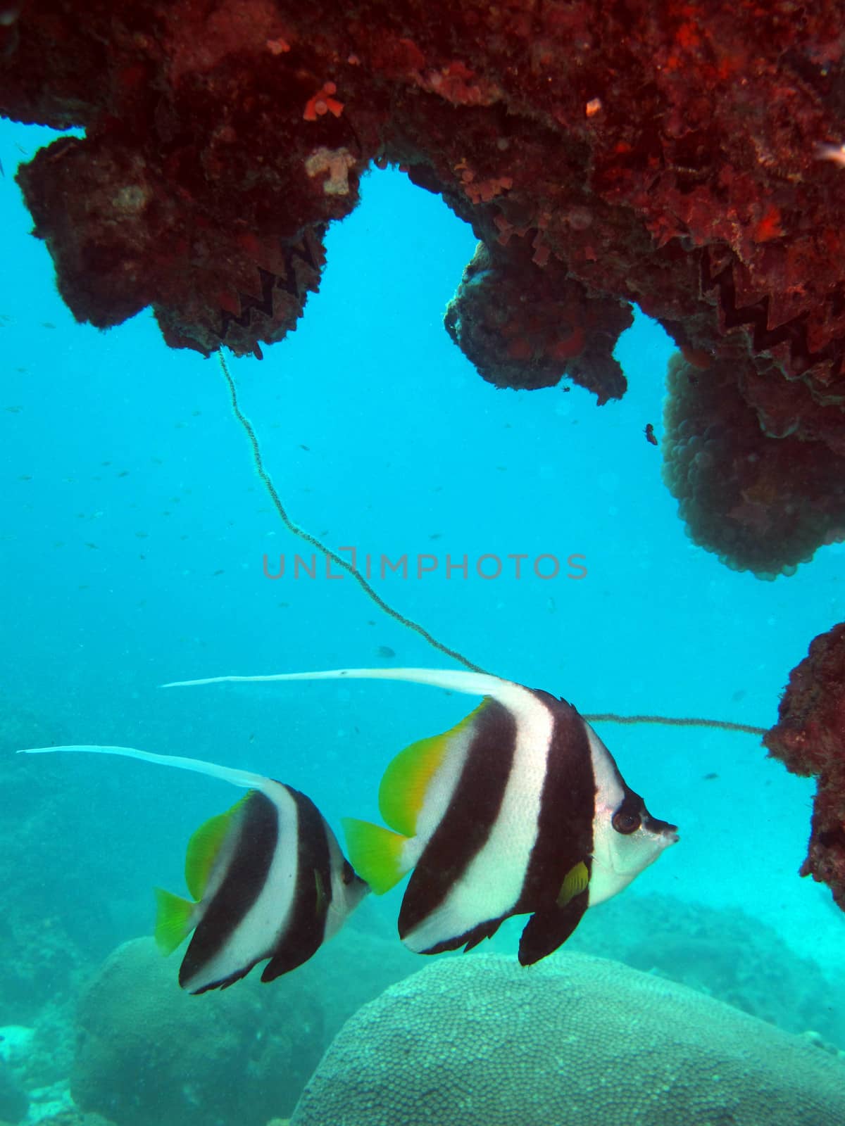 banner fish swim under the rocks