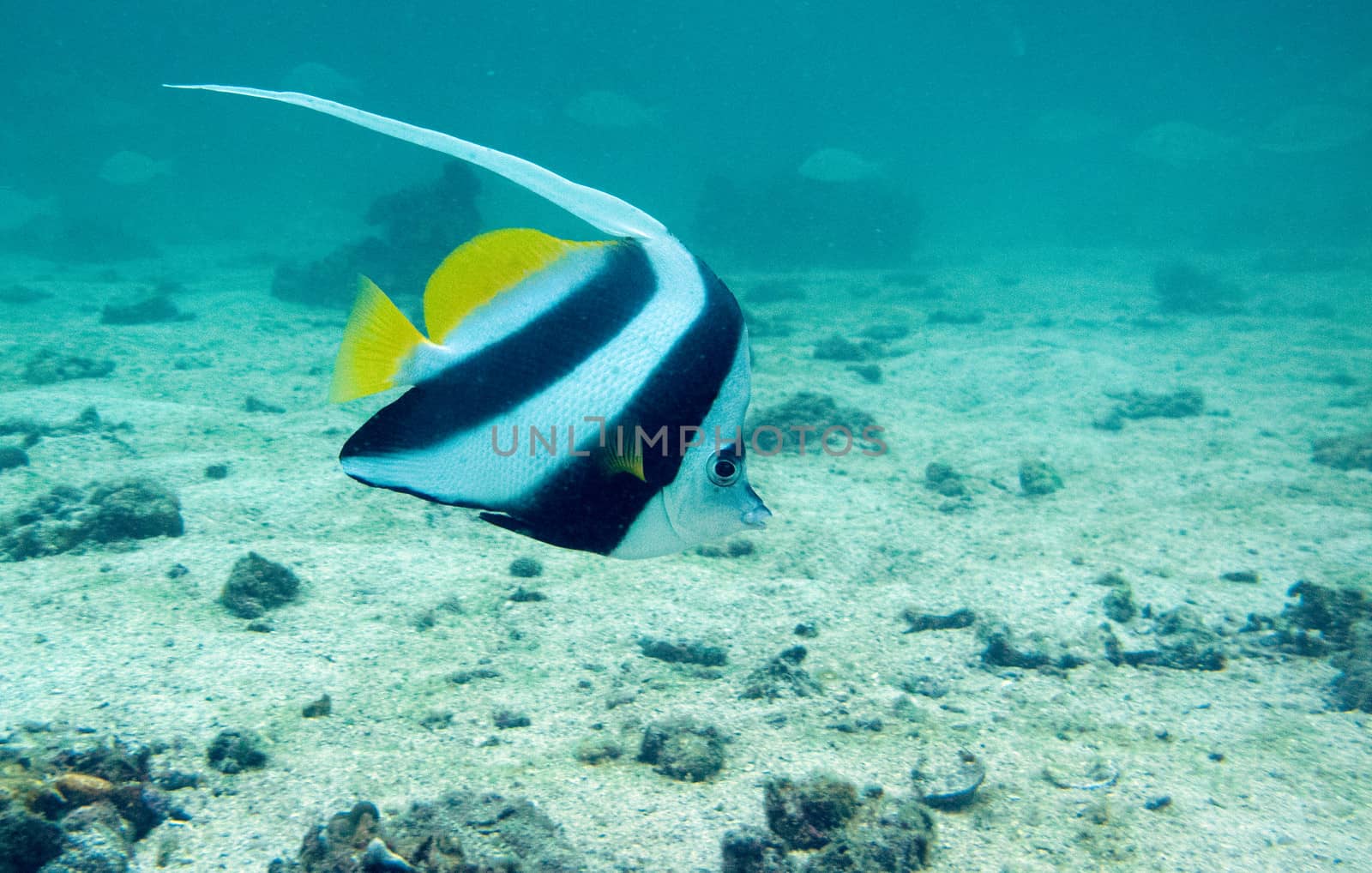 a long fin banner fish swims over the sand