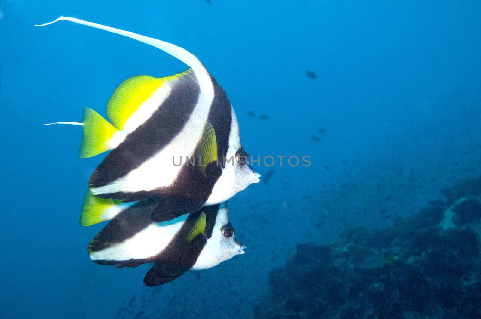 bannerfish swim by by AdrianKaye